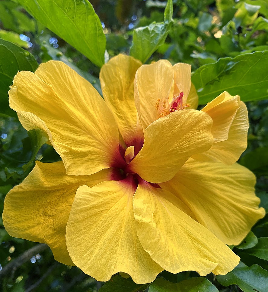 Number of petals in hibiscus sales