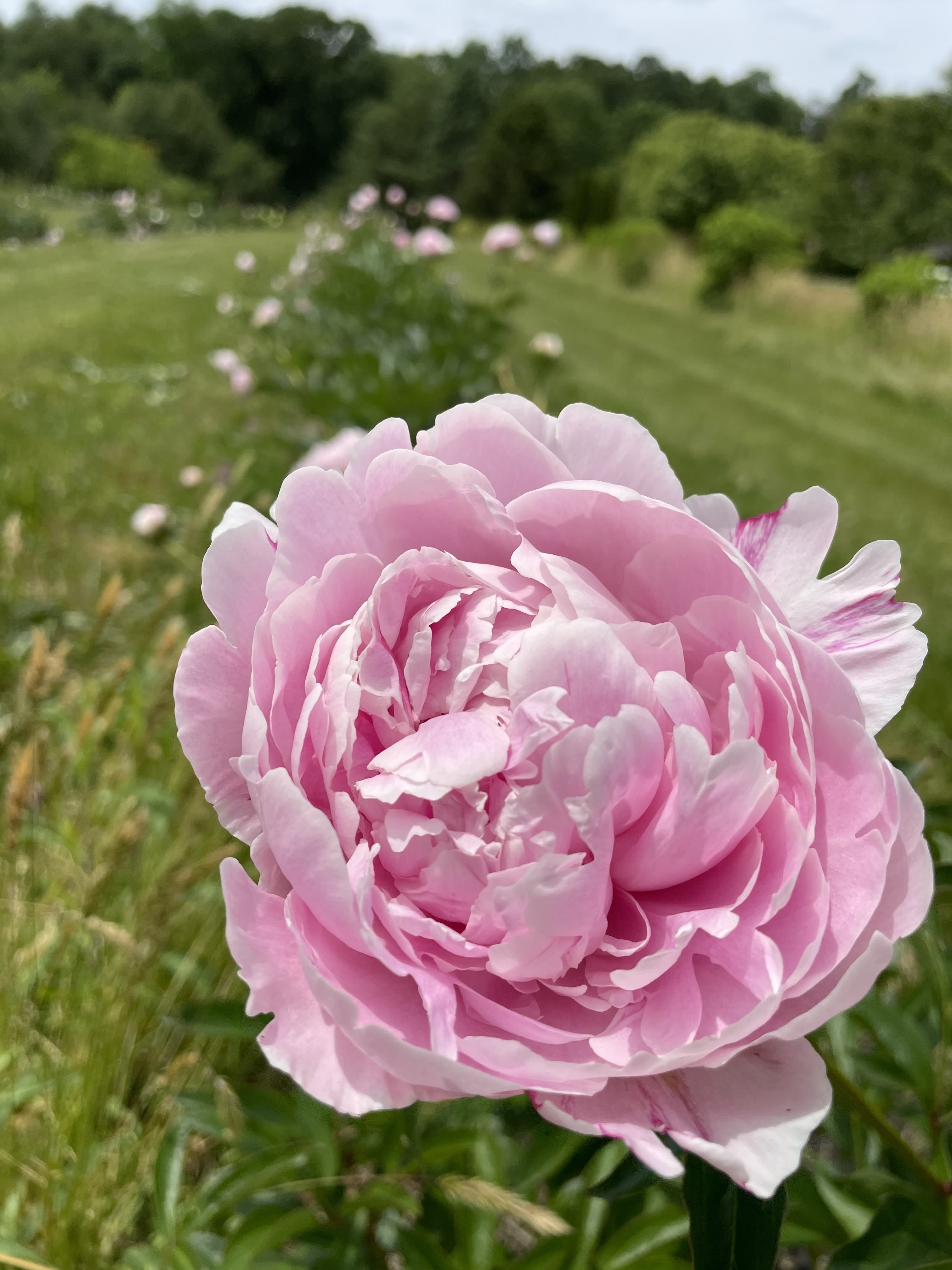 How to Plant Peony Tubers in the Fall