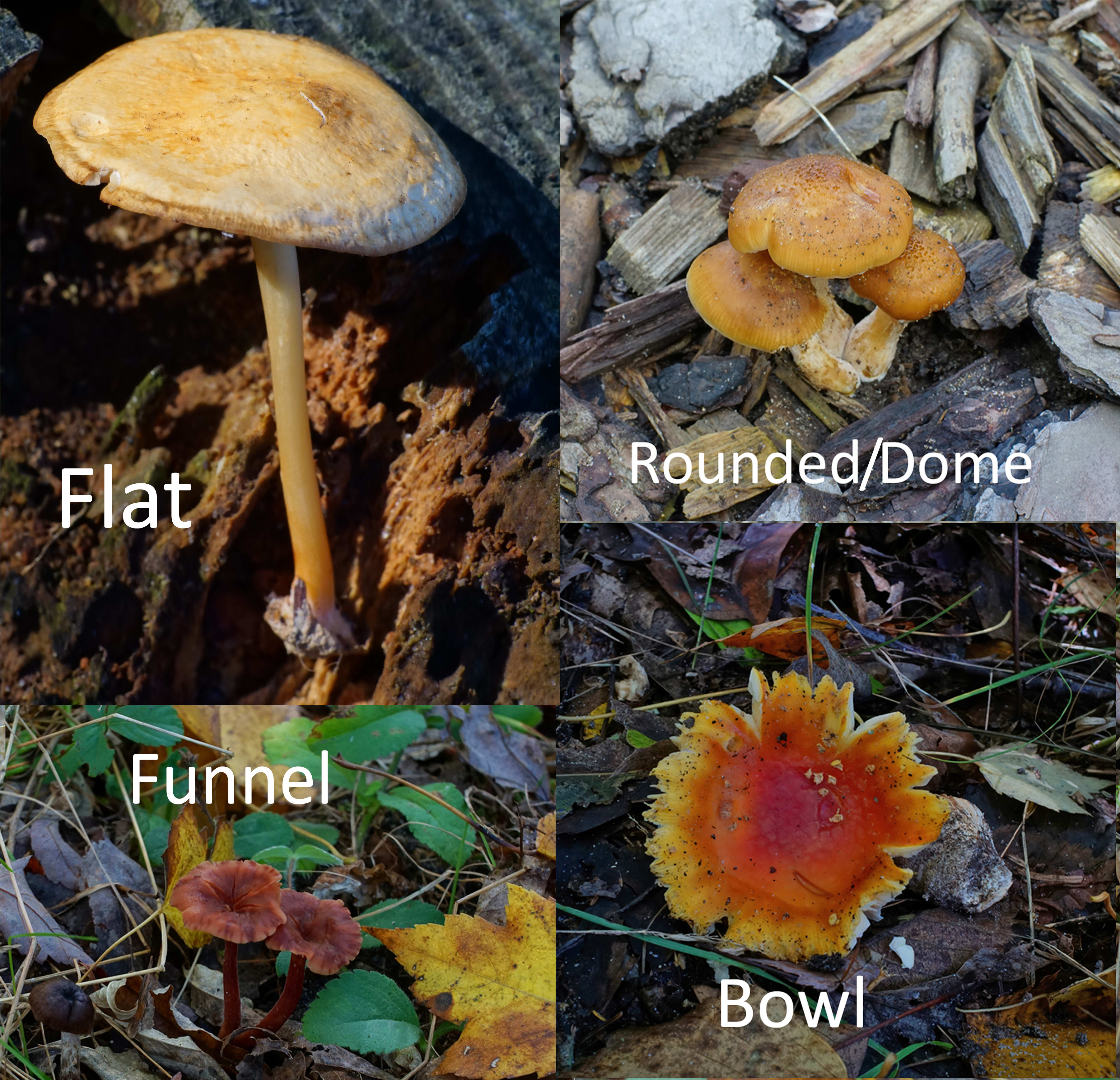 The ABCs of Identifying Mushrooms