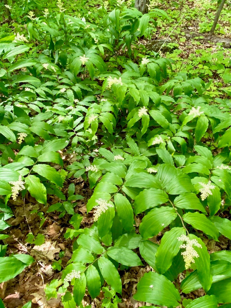 Solomons Seal False Solomon Seal Seeds (Maianthemum Racemosum)
