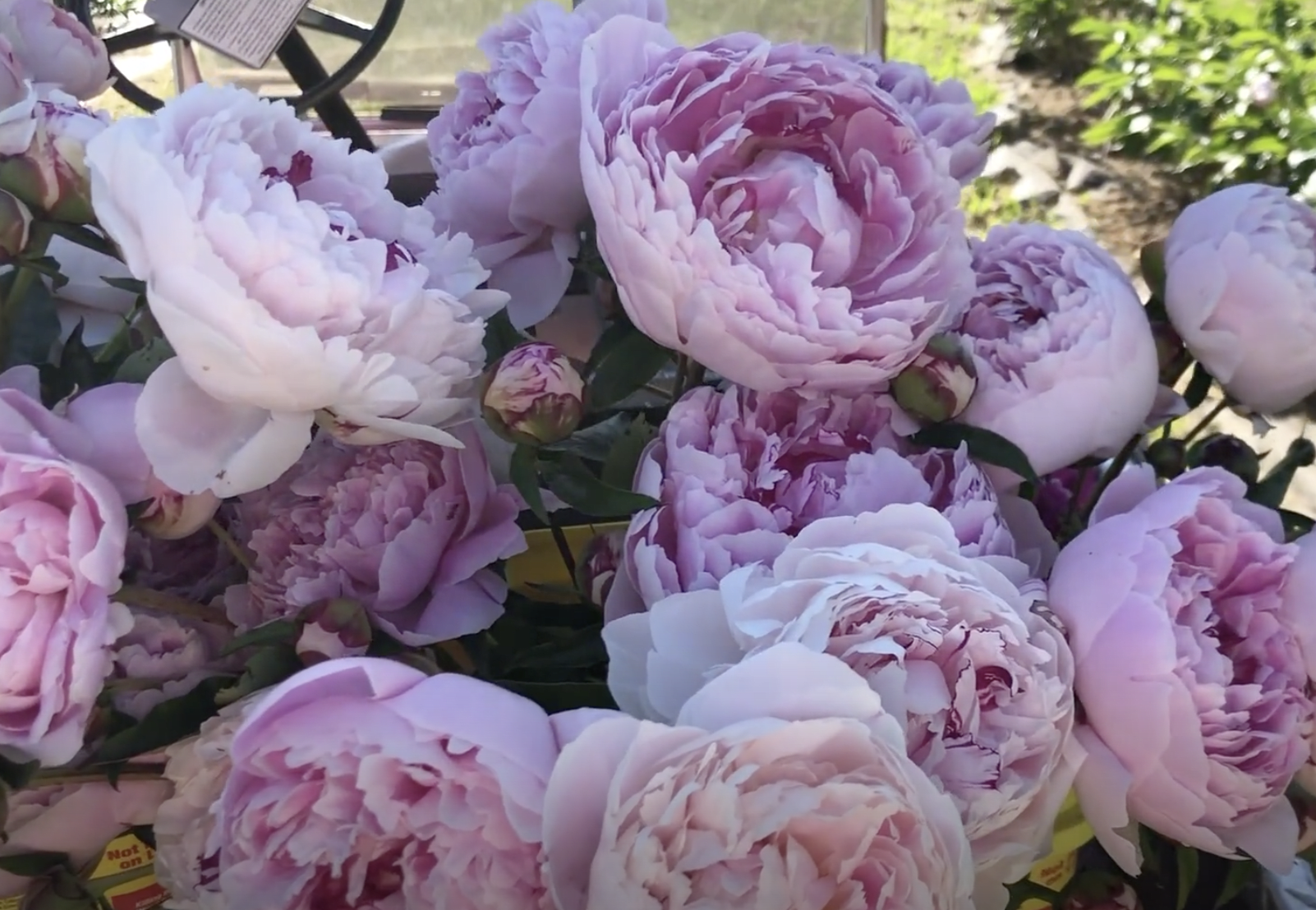 How to Plant Peonies: A Step-by-Step Guide