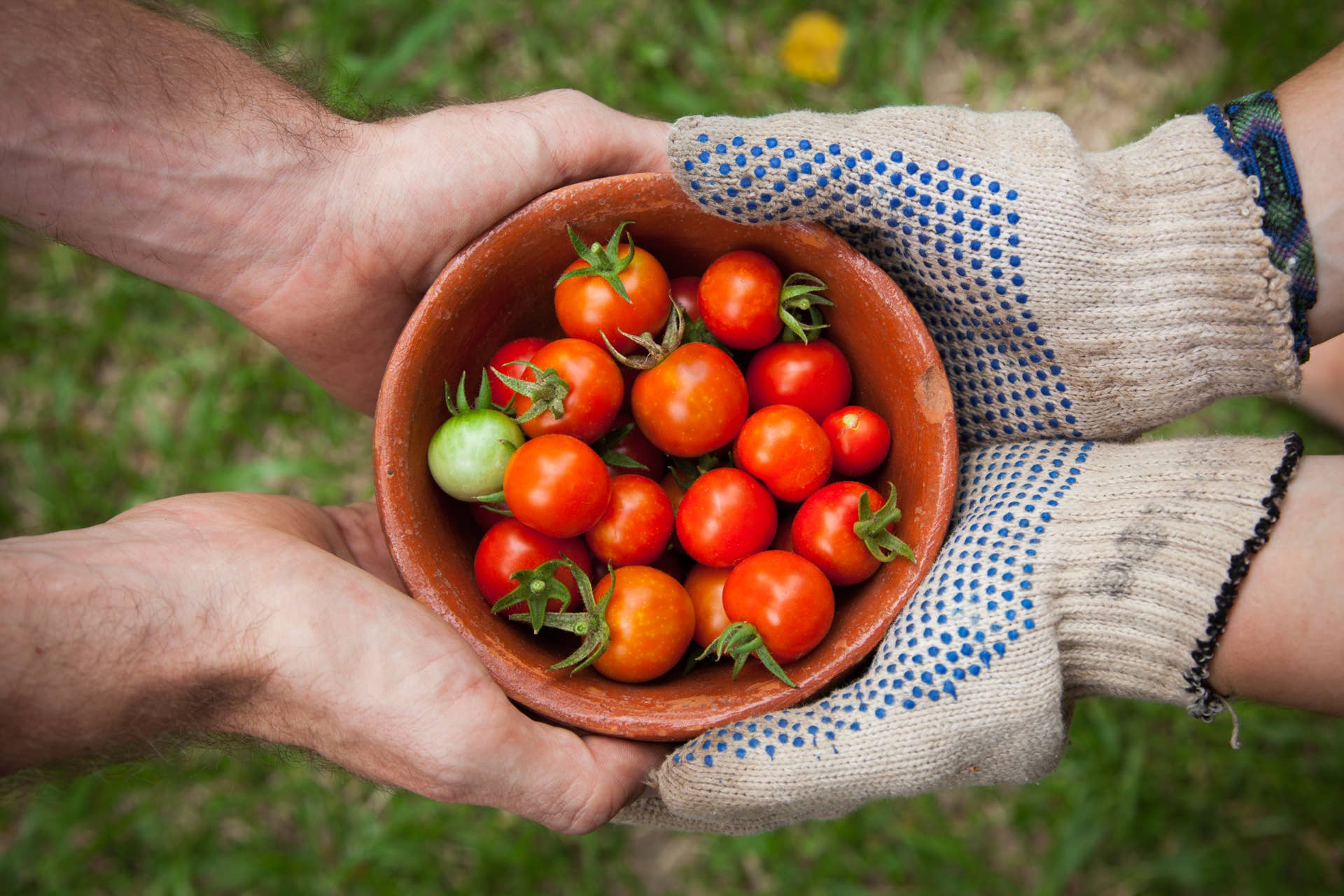 Top 10 Gardening Forums, Chat Rooms, and Communities - Dengarden