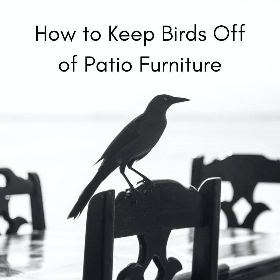 How to Keep Birds off Your Outdoor Furniture: Effective Tips