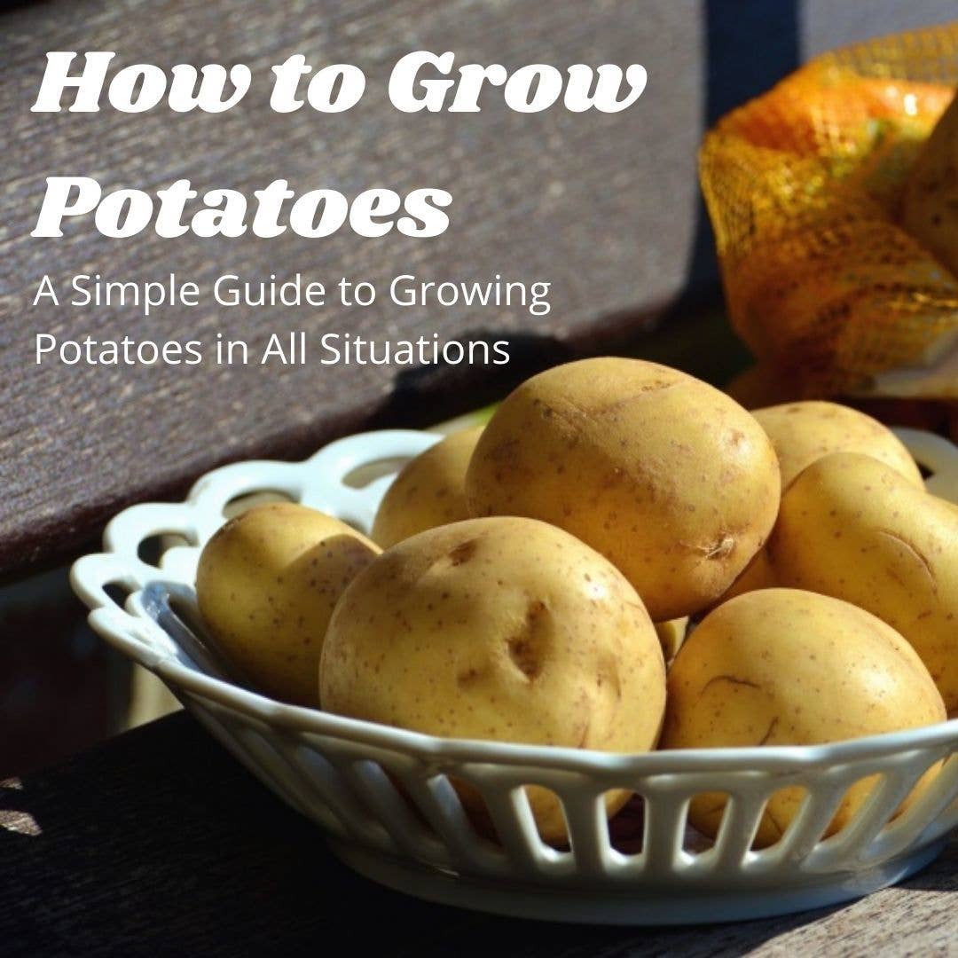 DIFFERENT WAYS TO GROW POTATOES visual data 3