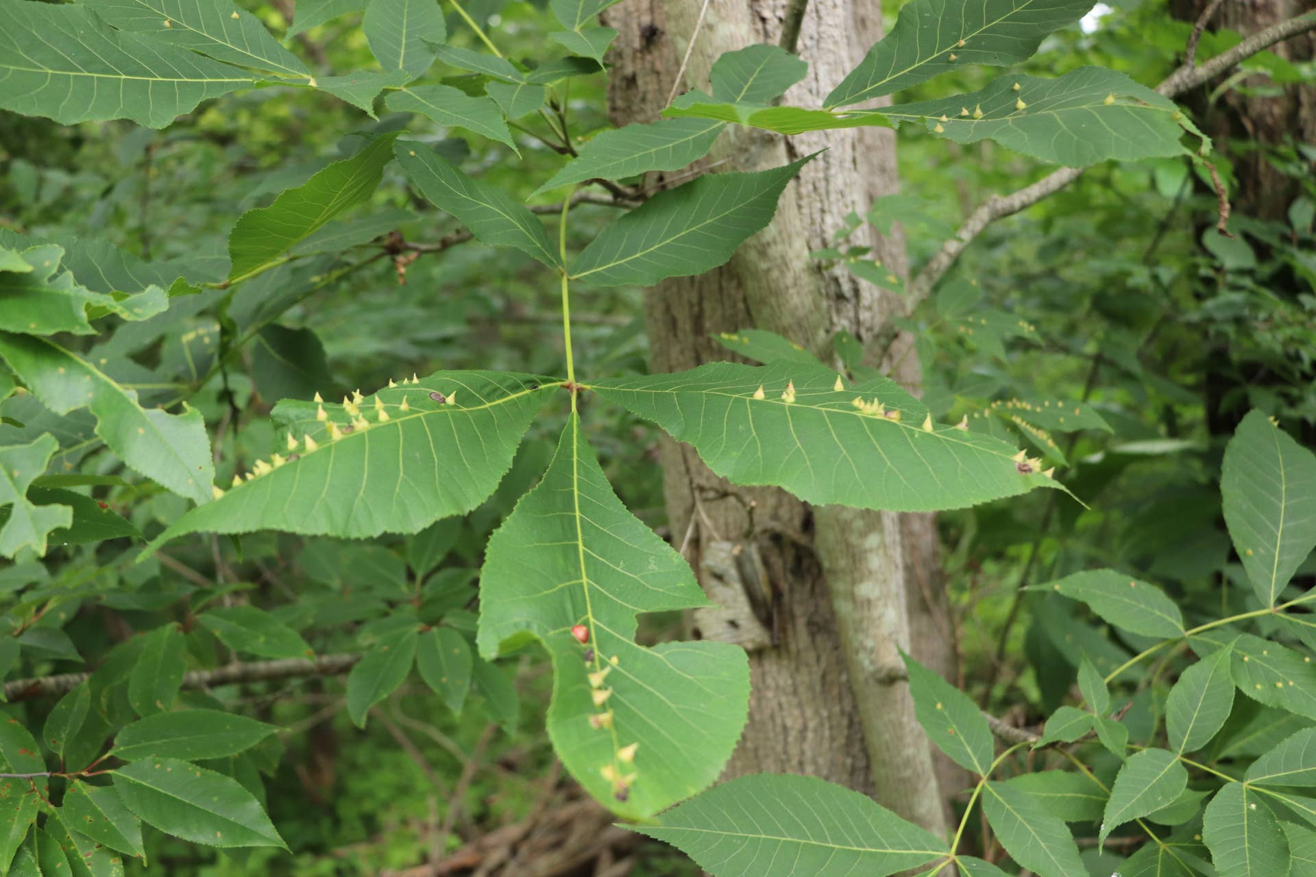 Leaf Galls: Ugly Bumps and Spikes on Tree Leaves - Dengarden