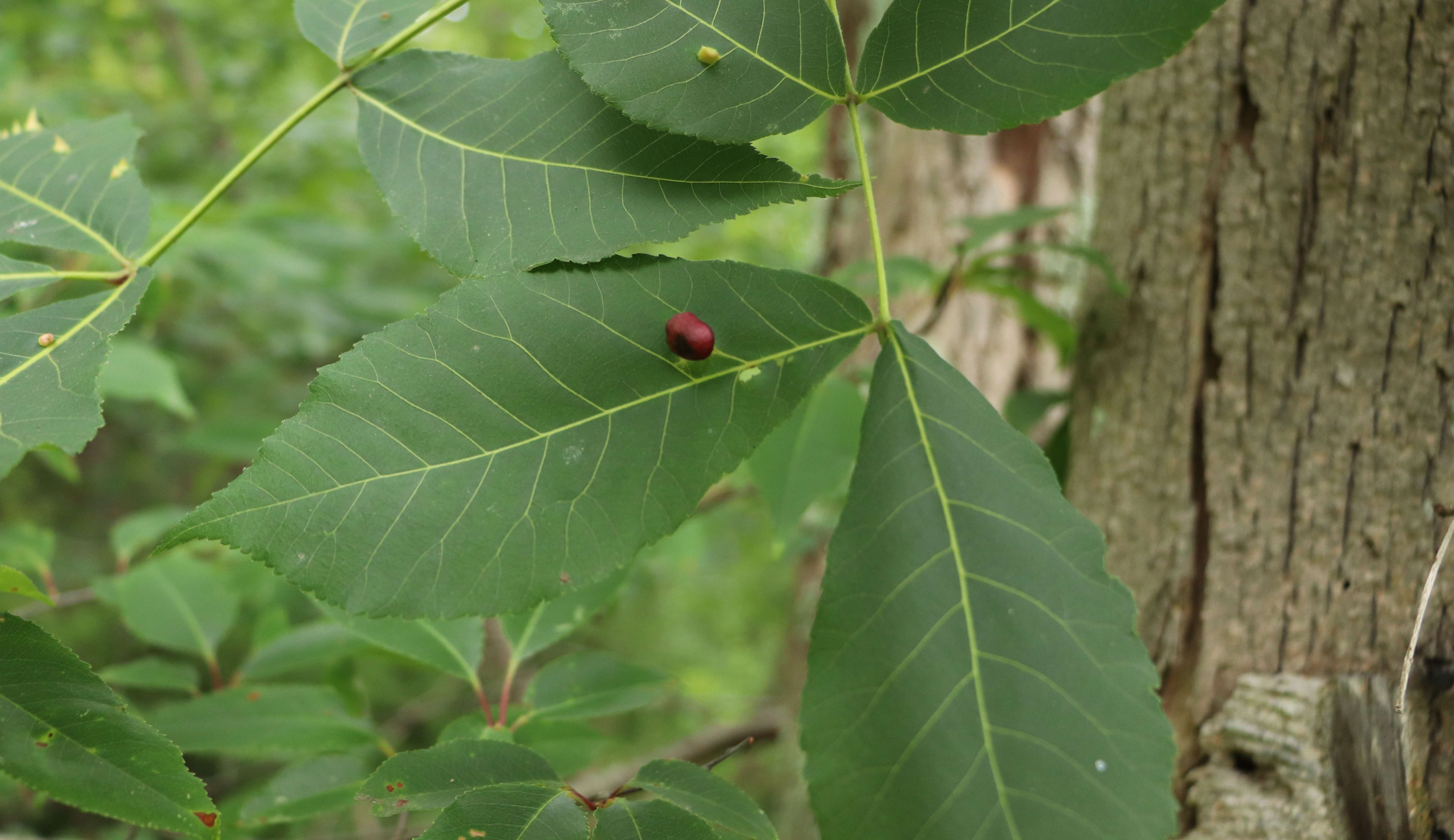 Leaf Galls: Ugly Bumps and Spikes on Tree Leaves - Dengarden