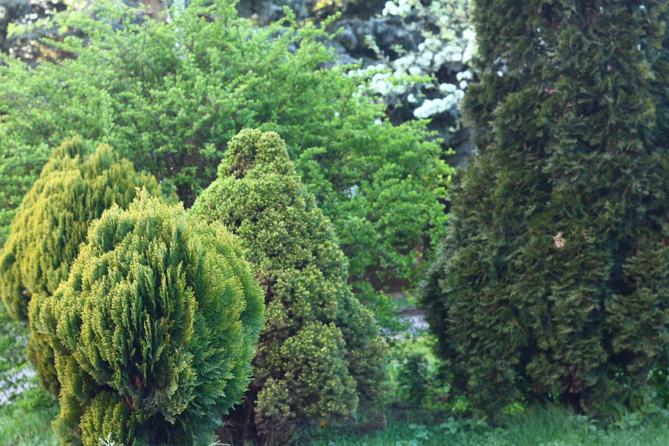 9 Reasons to Use Evergreen Shrubs in Your Garden - Dengarden