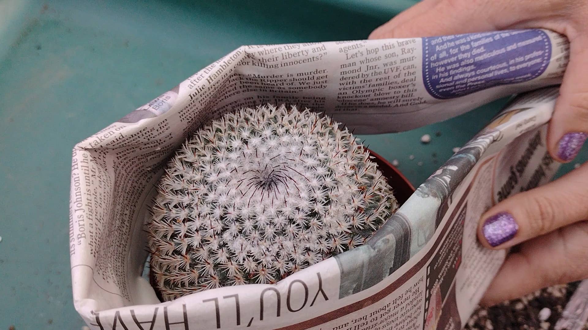 How to Repot a Cactus Without Getting Hurt - Dengarden