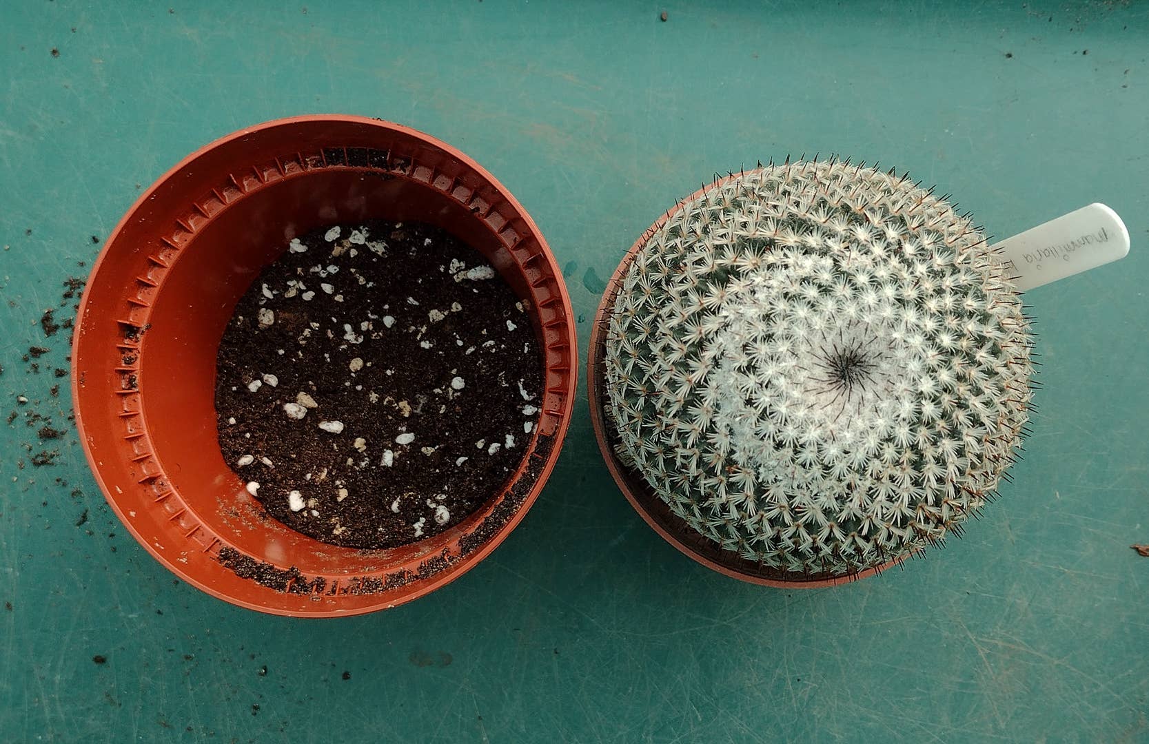 How to Repot a Cactus Without Getting Hurt - Dengarden