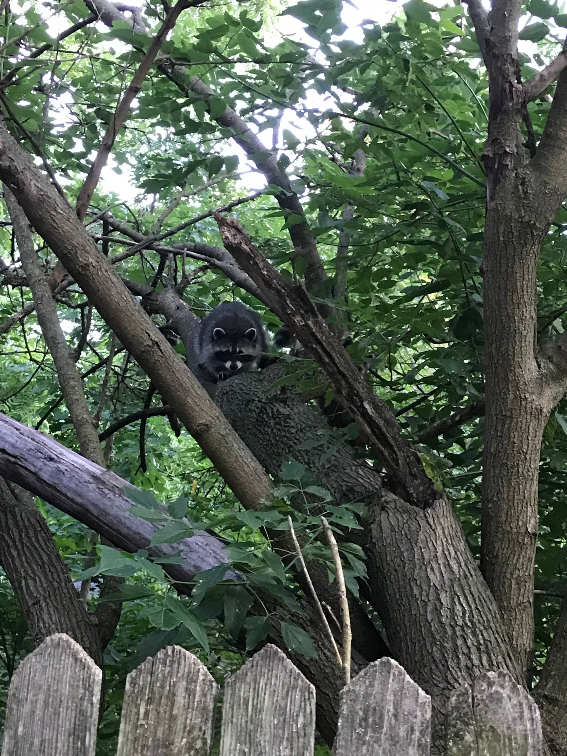 Rebel Racoons Raccoon Proof Vegetable Garden How To Keep Deer And Raccoons Out Of