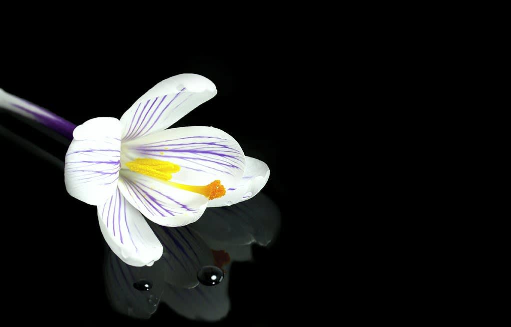 eas. Flower様 11 Flowers That Bloom in Winter (Plus Growing Instructions