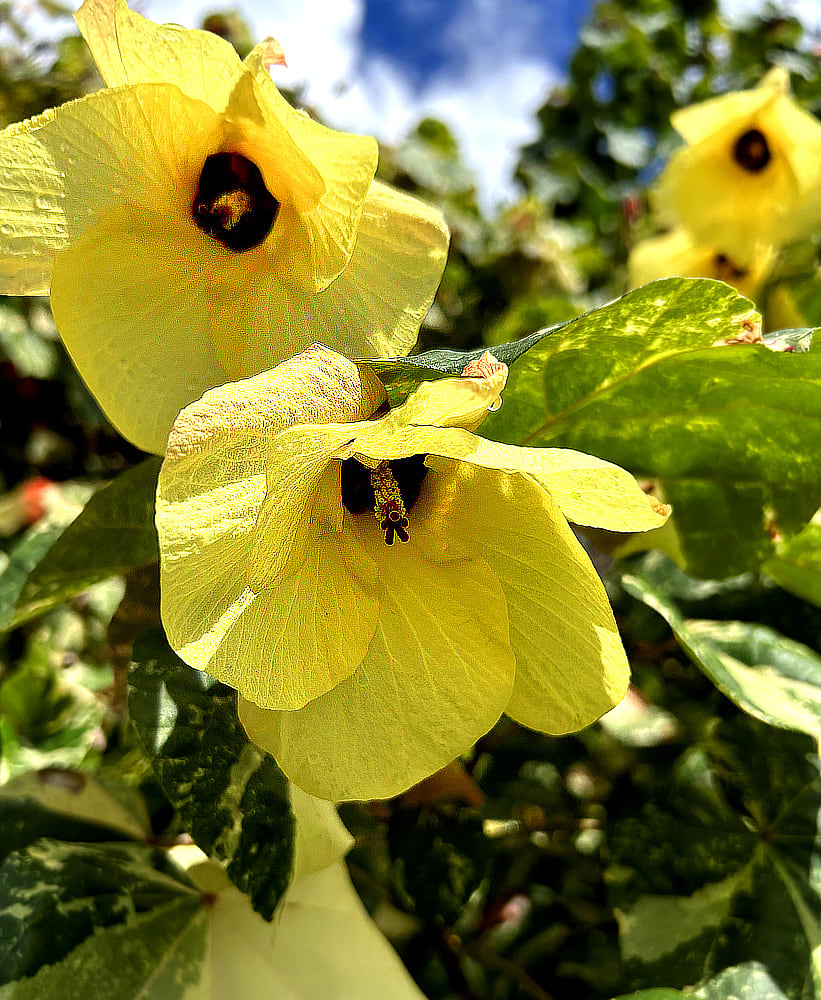 image.title Golden Blooms: A Guide To Yellow Flower Plants