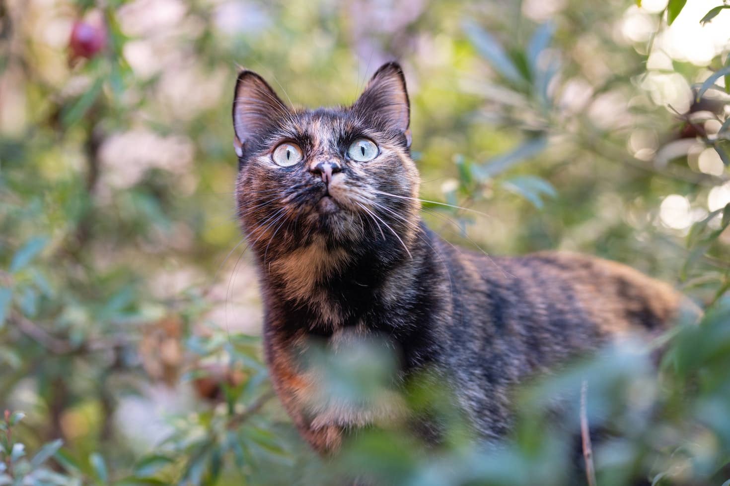 How to Stop Cats From Coming Into Your Garden - Dengarden