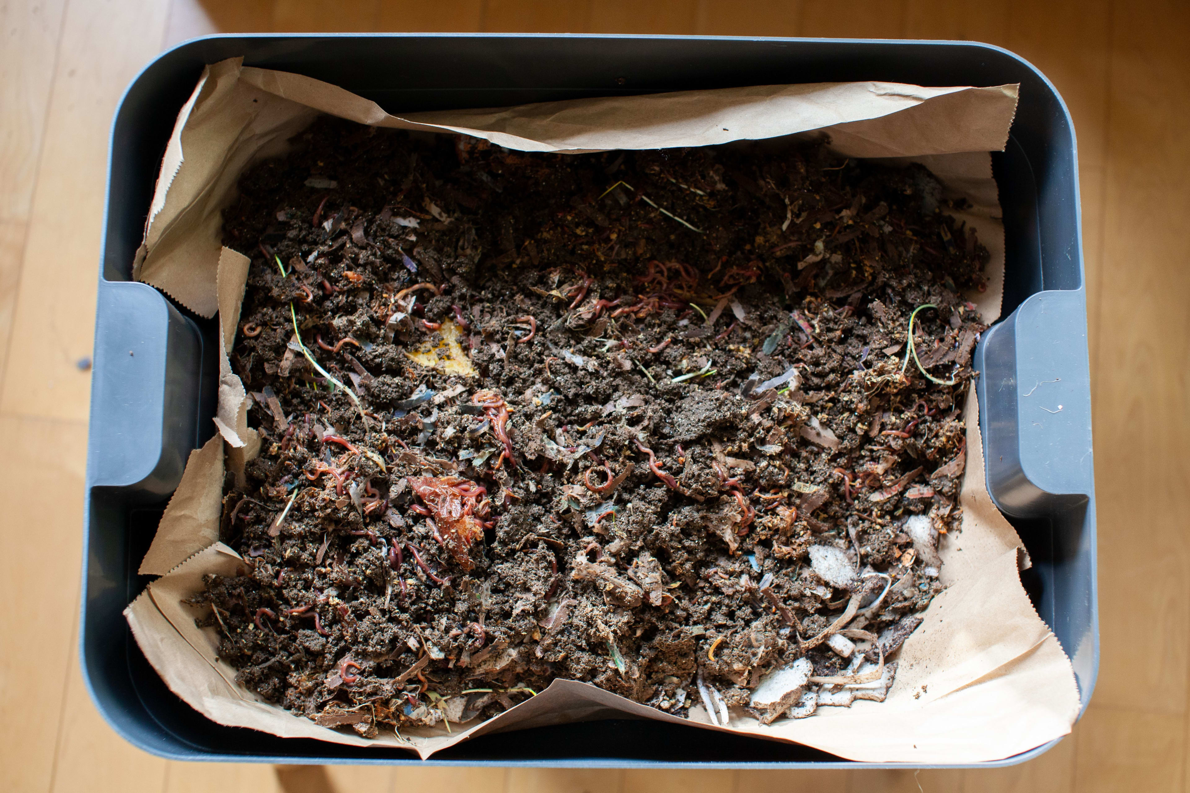 Maintaining a Worm Bin | Root Simple, image size:3840x2562