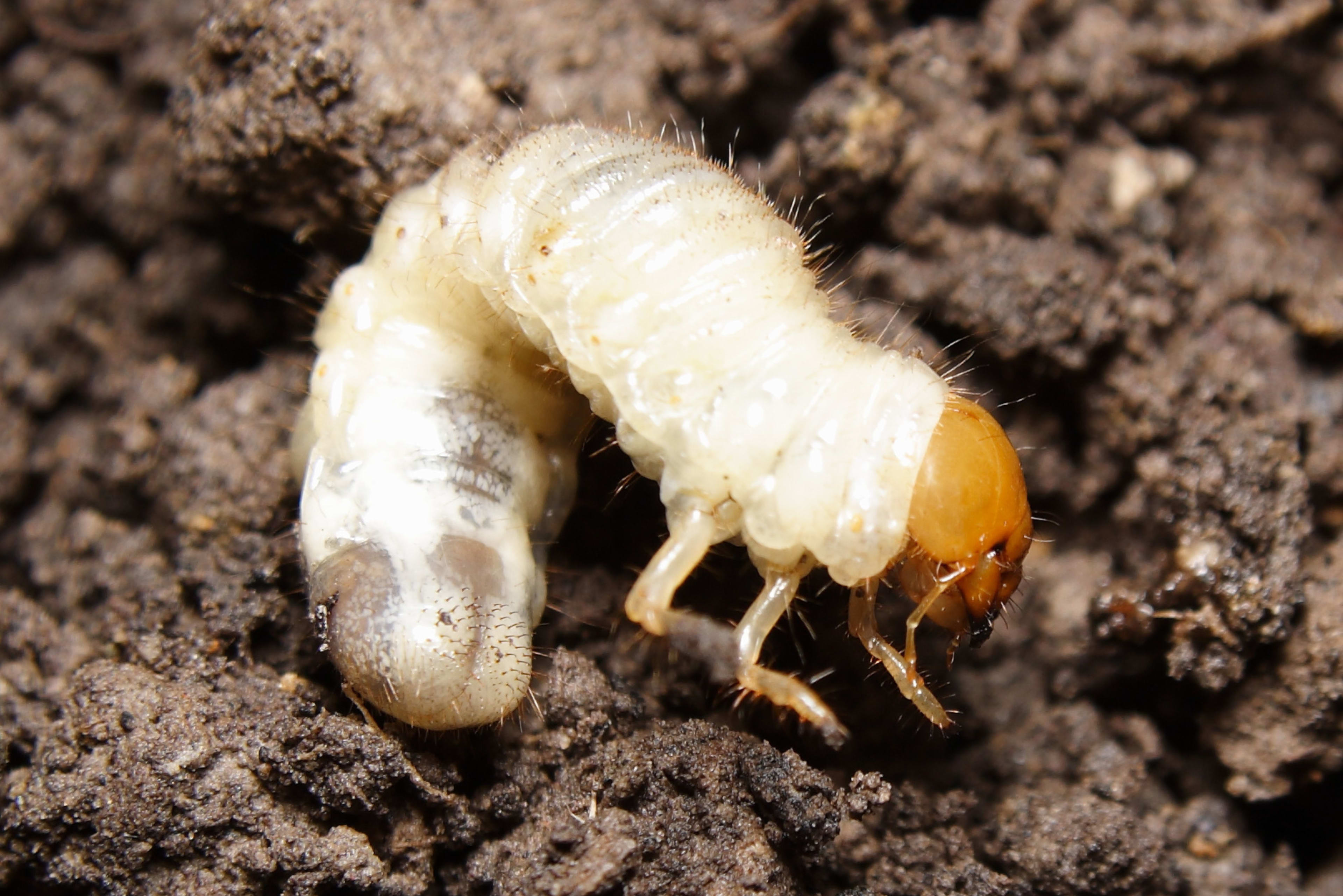 Lawn Grubs Destroying Your Turf? Here's How to Get Rid!