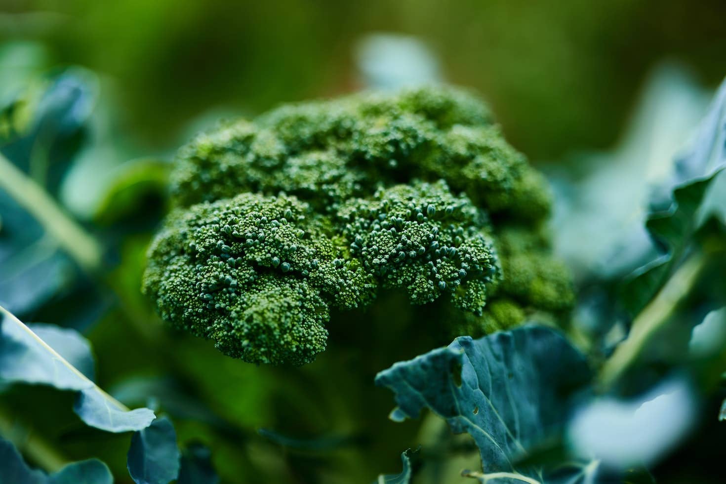 How to Grow Broccoli in Containers - Dengarden