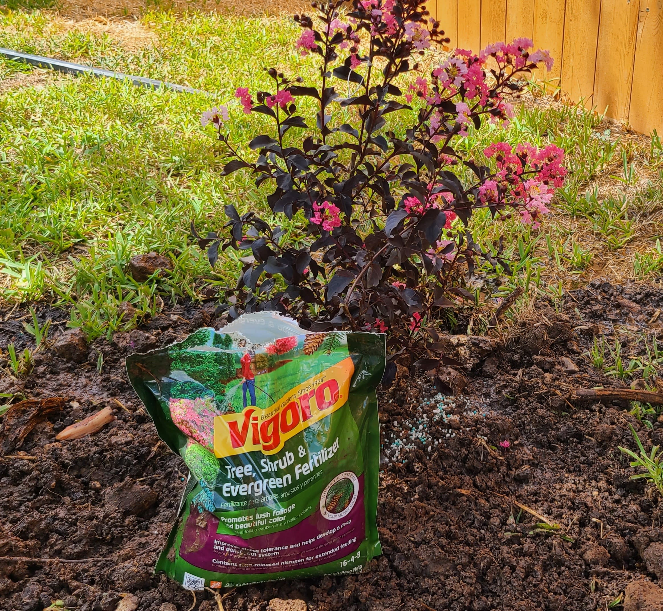 Fertilizing crepe myrtles discount
