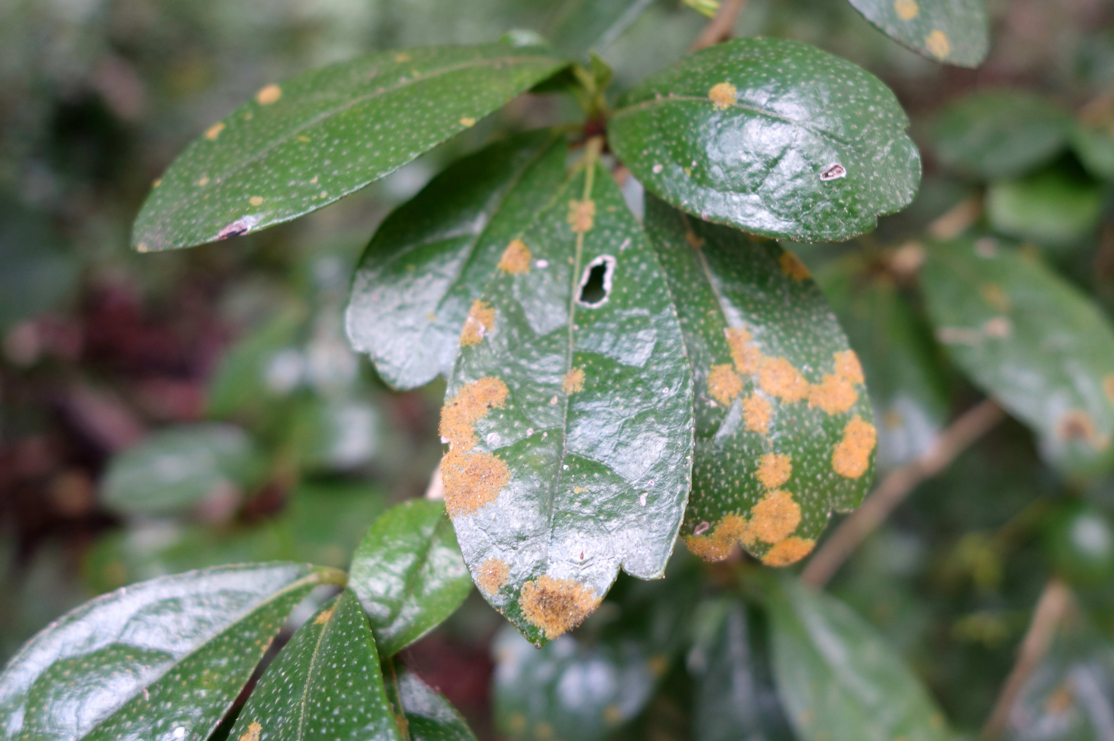 Dieback Devastation: See The Horrifying Viburnum Diseases - qwprnil
