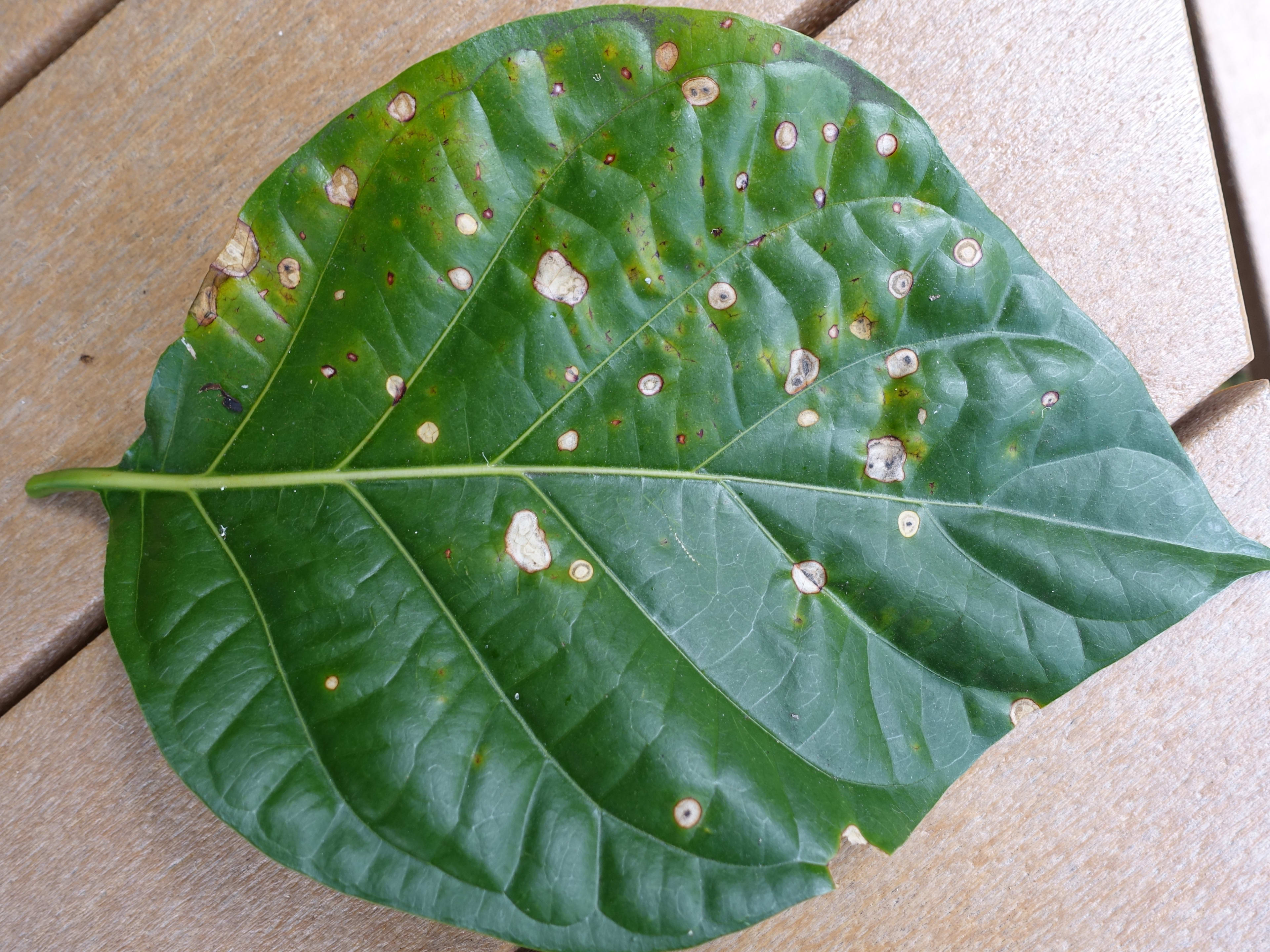 Dieback Devastation: See The Horrifying Viburnum Diseases - huim6zx