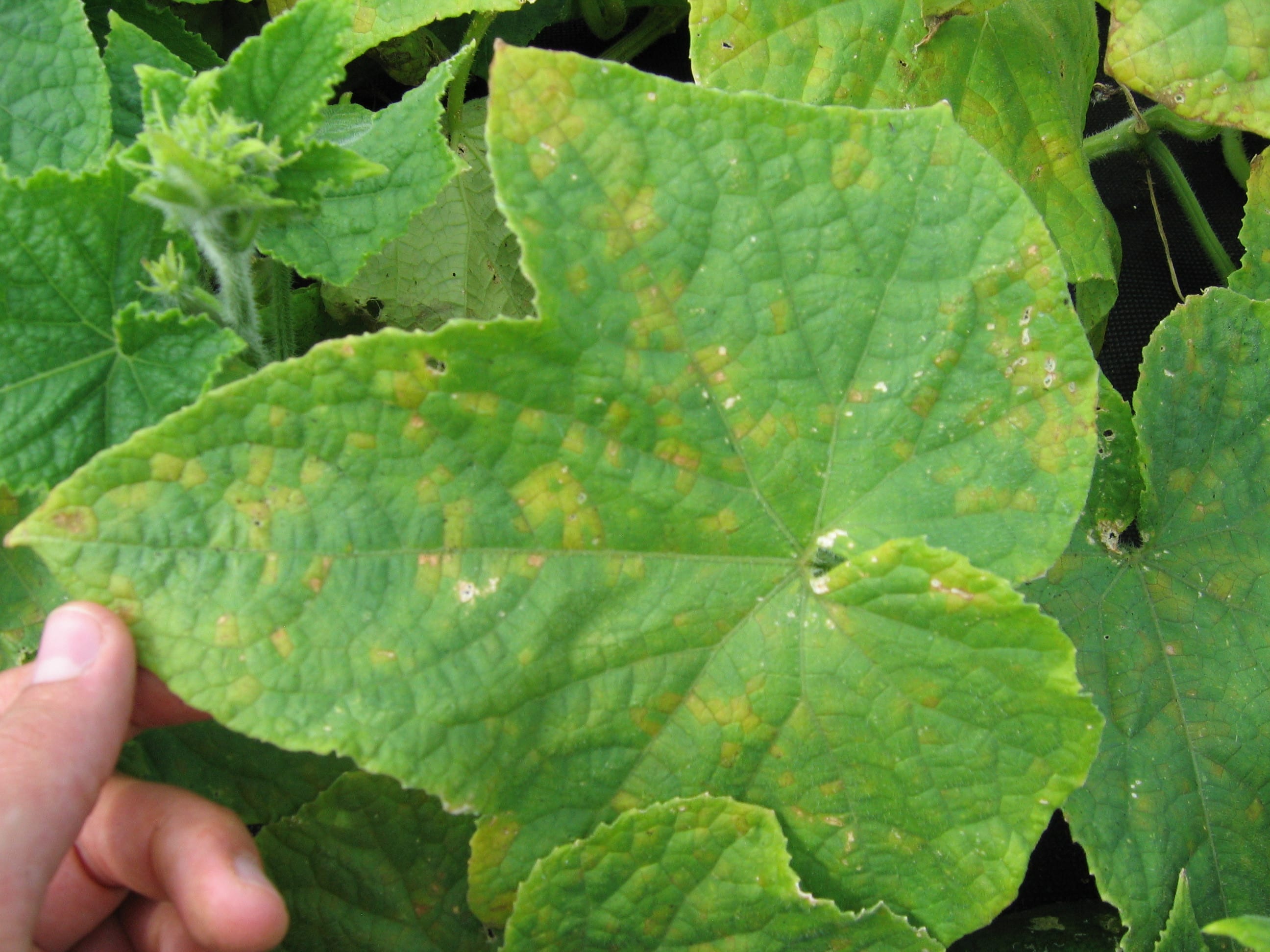 The Ultimate Guide To Viburnum Dieback Diseases (Photos Inside) - dme20ms