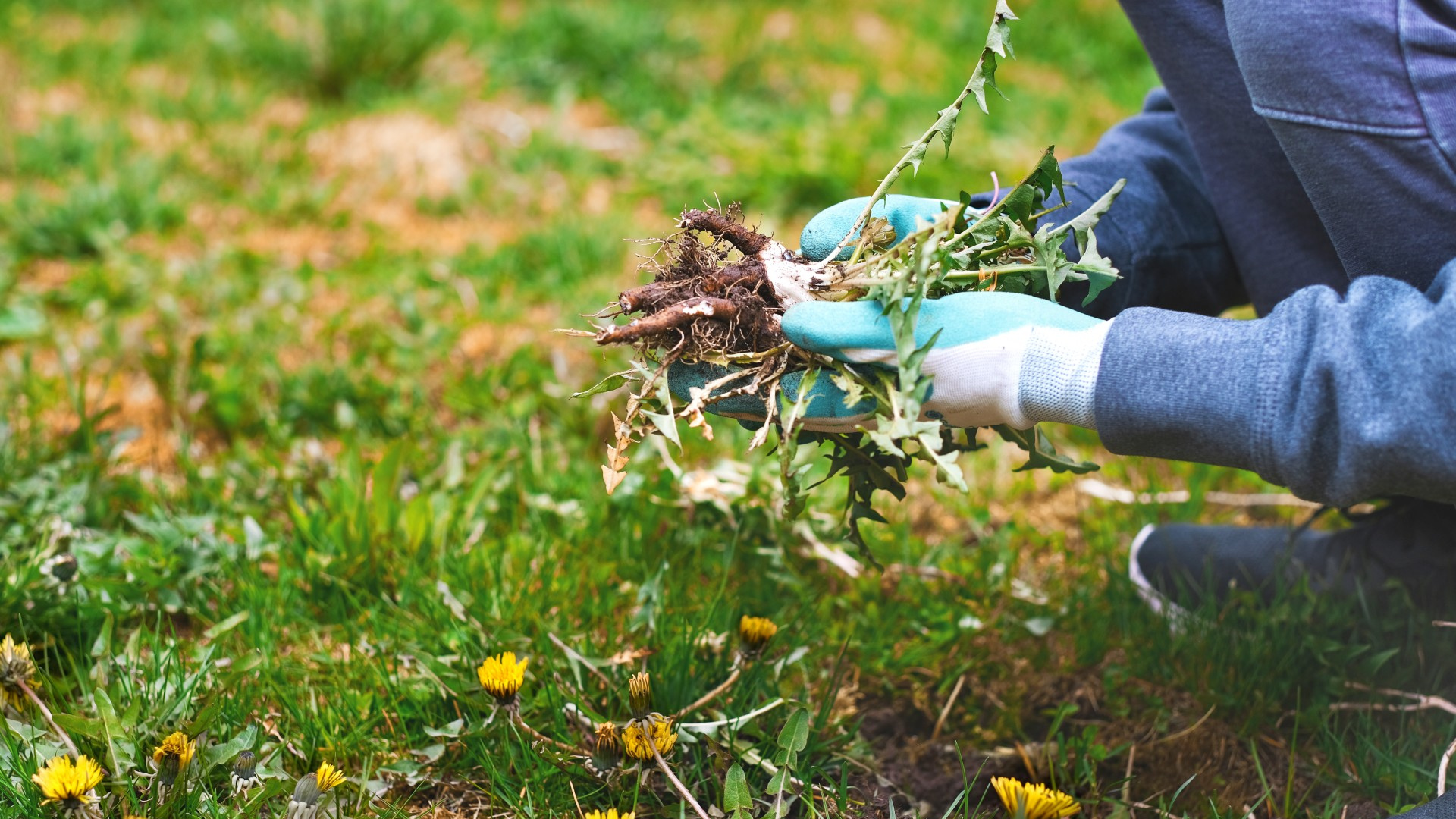 This Weeding Hack May Ruin Your Yard - Dengarden