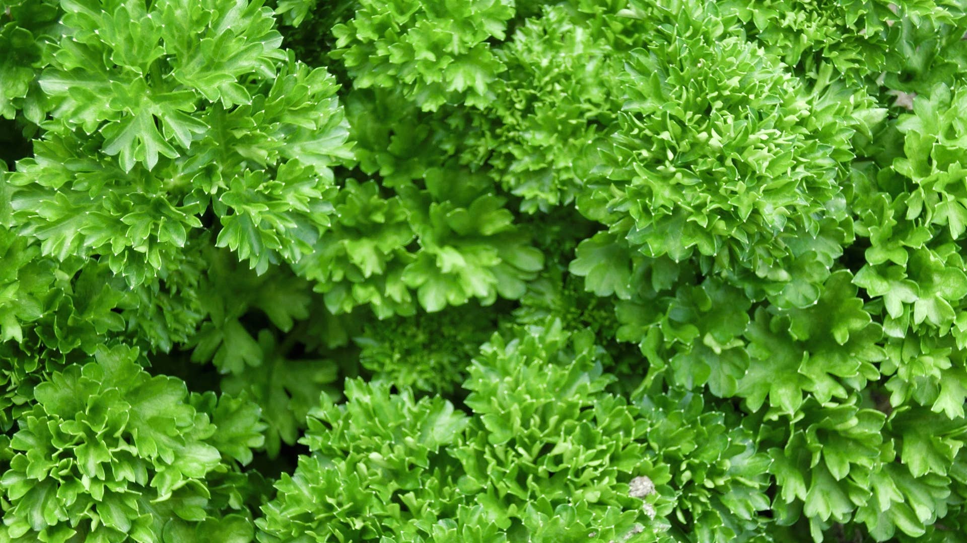 9 Perennial Herbs for Zones 5 and Higher - Dengarden