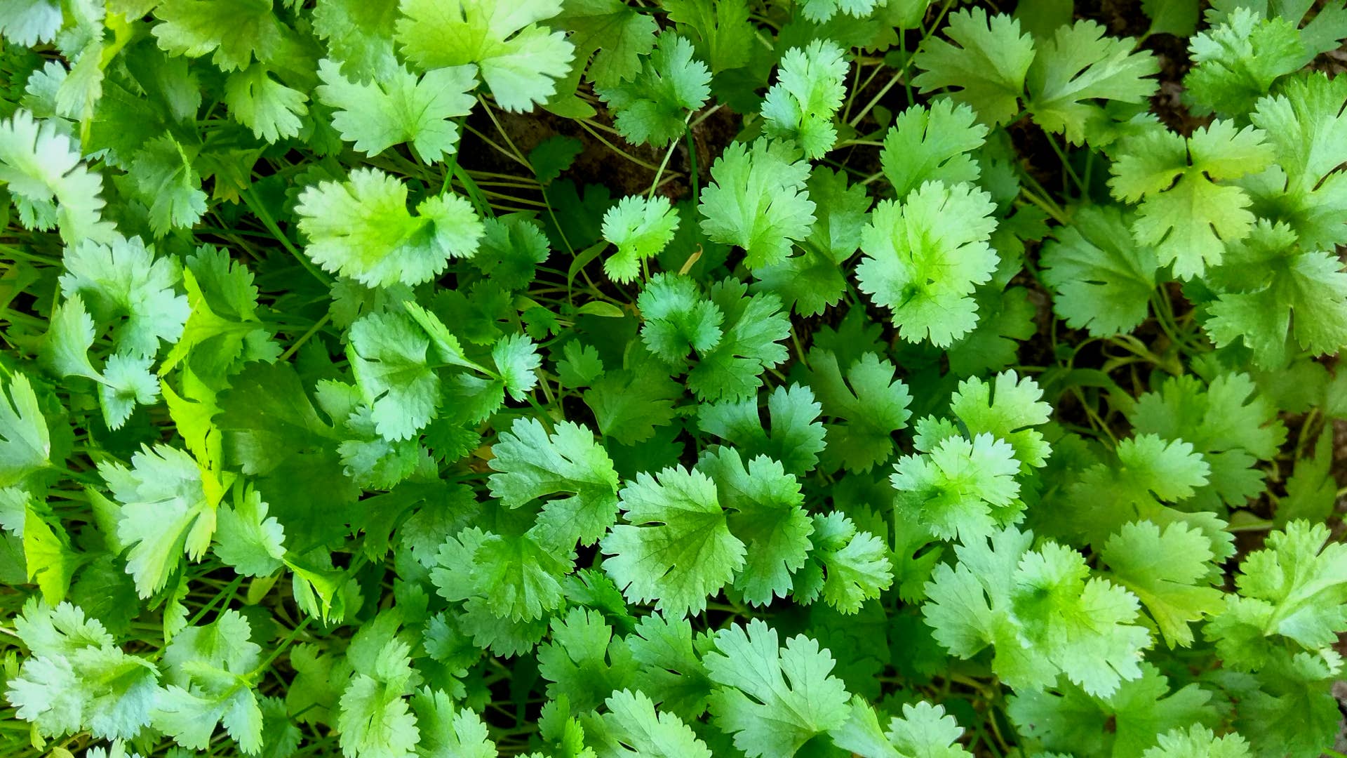 9 Perennial Herbs for Zones 5 and Higher - Dengarden