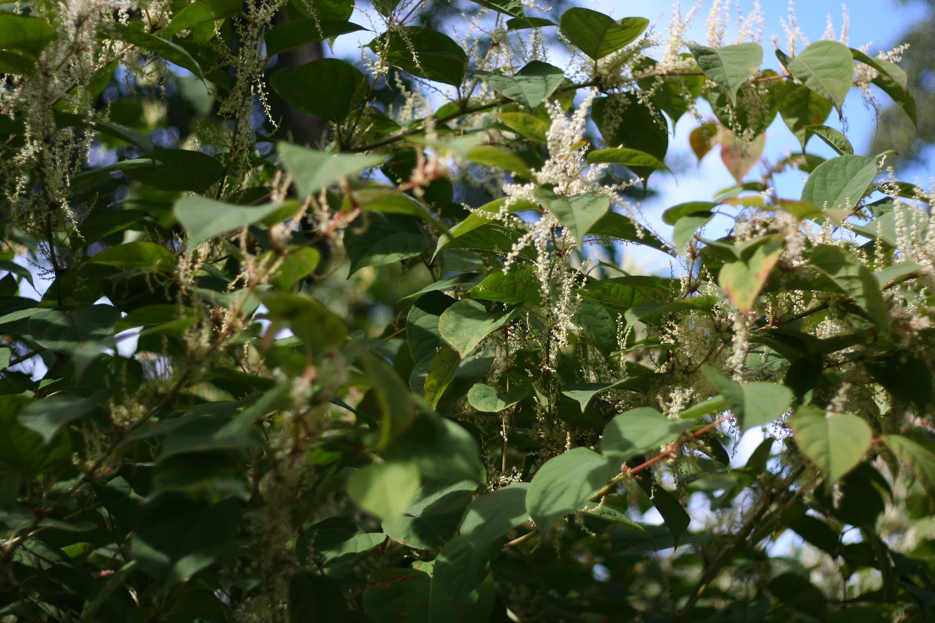 11 Invasive Plants People Regret Putting in Their Gardens - Dengarden