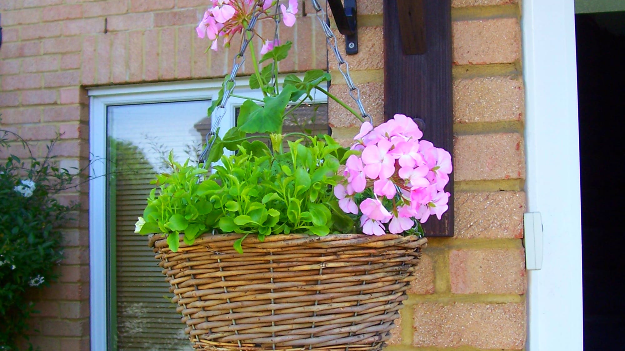 Flowers Types Ofhanging Baskets The Five Best Hanging Basket Plants