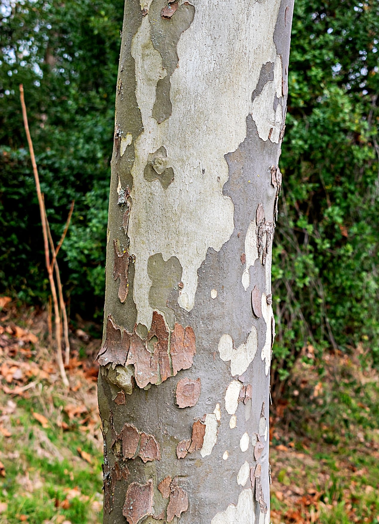 7 types of trees with white bark