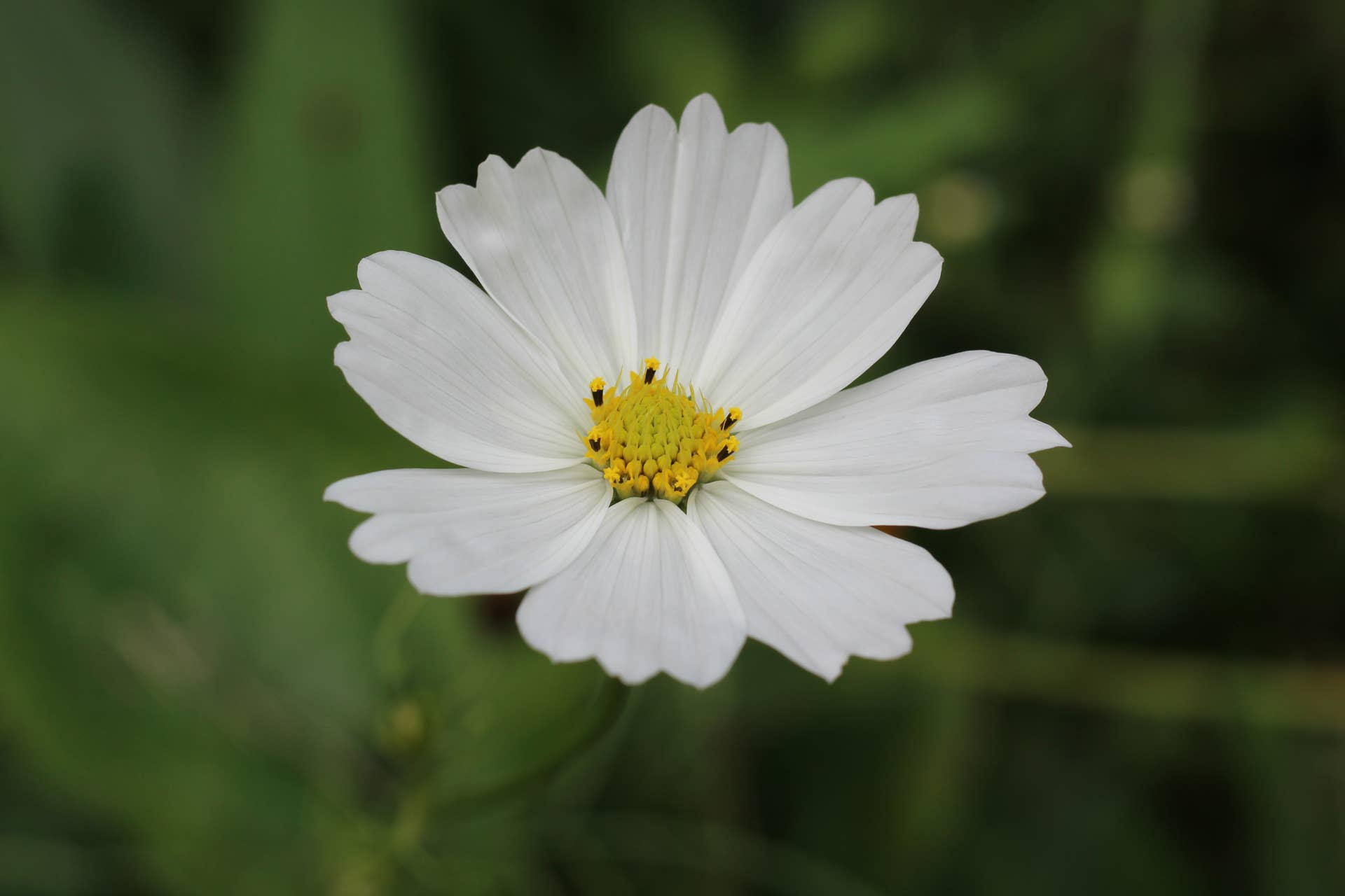 Types Of White Flowers With Names And Pictures Dengarden Types Of White Flowers With Names And Pictures Dengarden