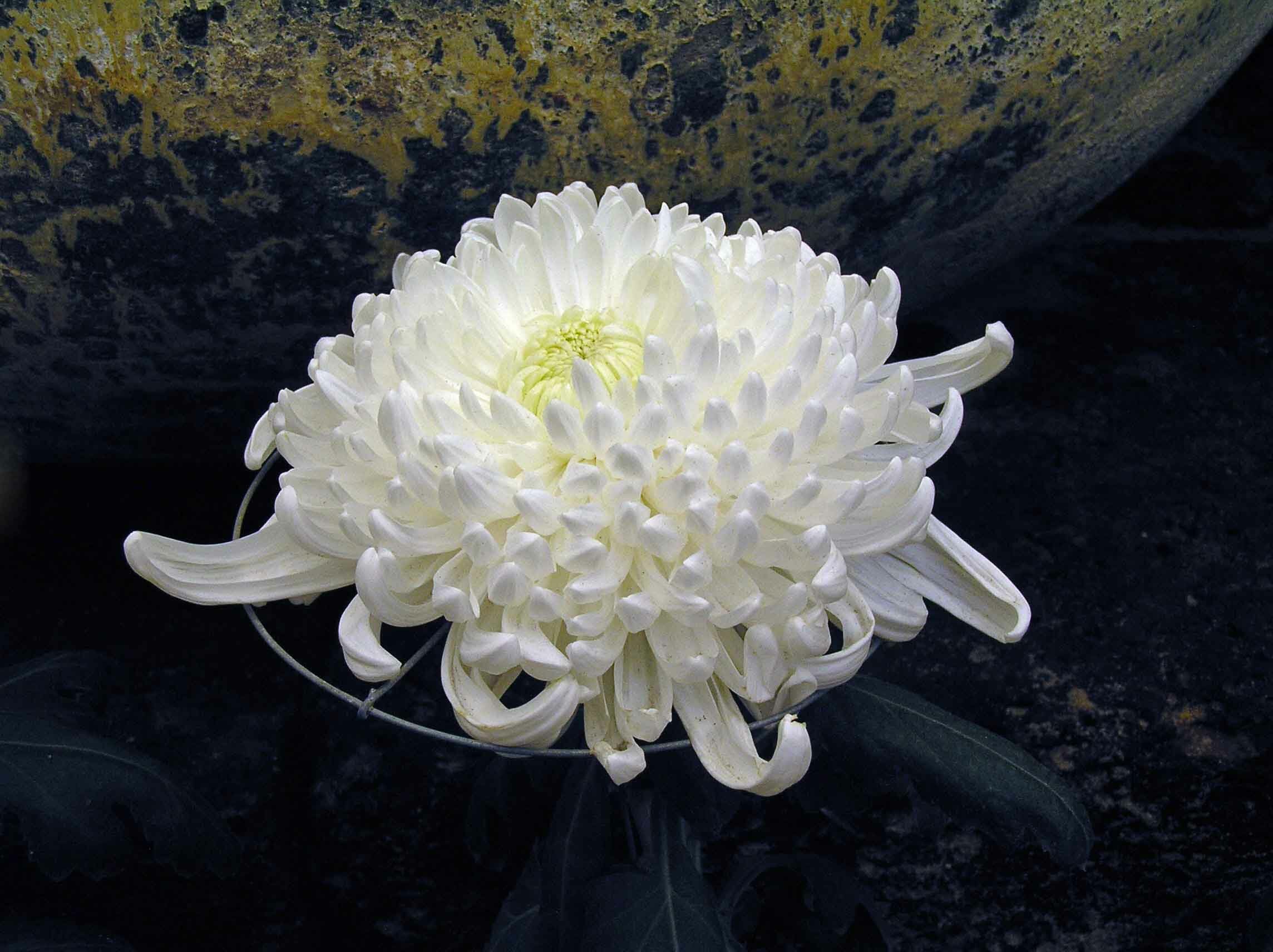 20 Best Winter Flowers That Bloom in Cold and Snow, image size:2288x1712