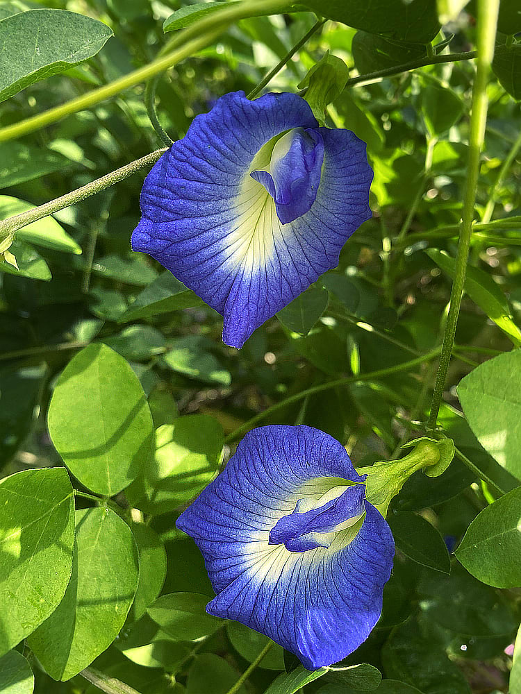 Butterfly Pea Flower (motýlího hrachu, zdravotní benefity, hrachu Motýlí, hrachu Motýlí hrách, Motýlí hrách, motýlího hrachu Motýlí) Butterfly Pea Flower