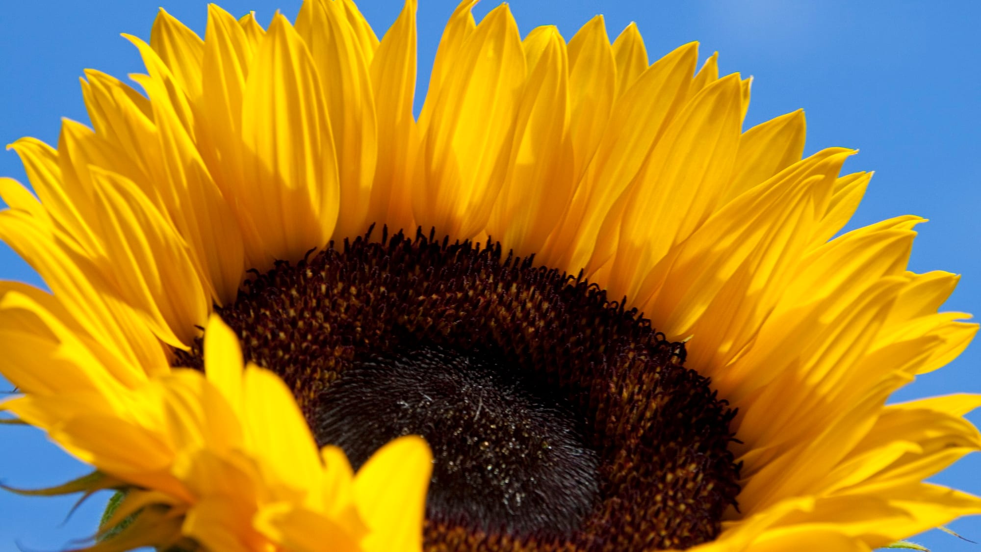 Bright Sunflower outlets