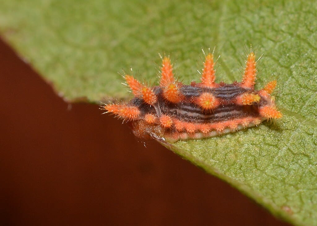Stinging Caterpillars: The Stinging Rose Slug - Dengarden