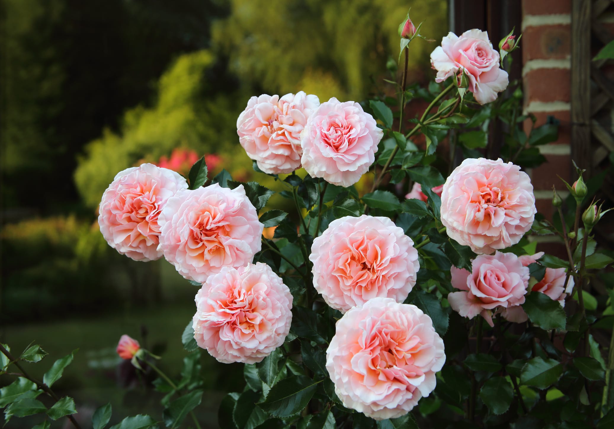 Fragrant pink roses
