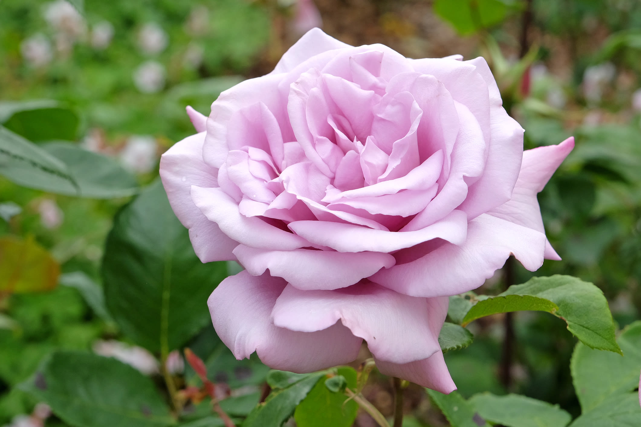 blue moon tea rose