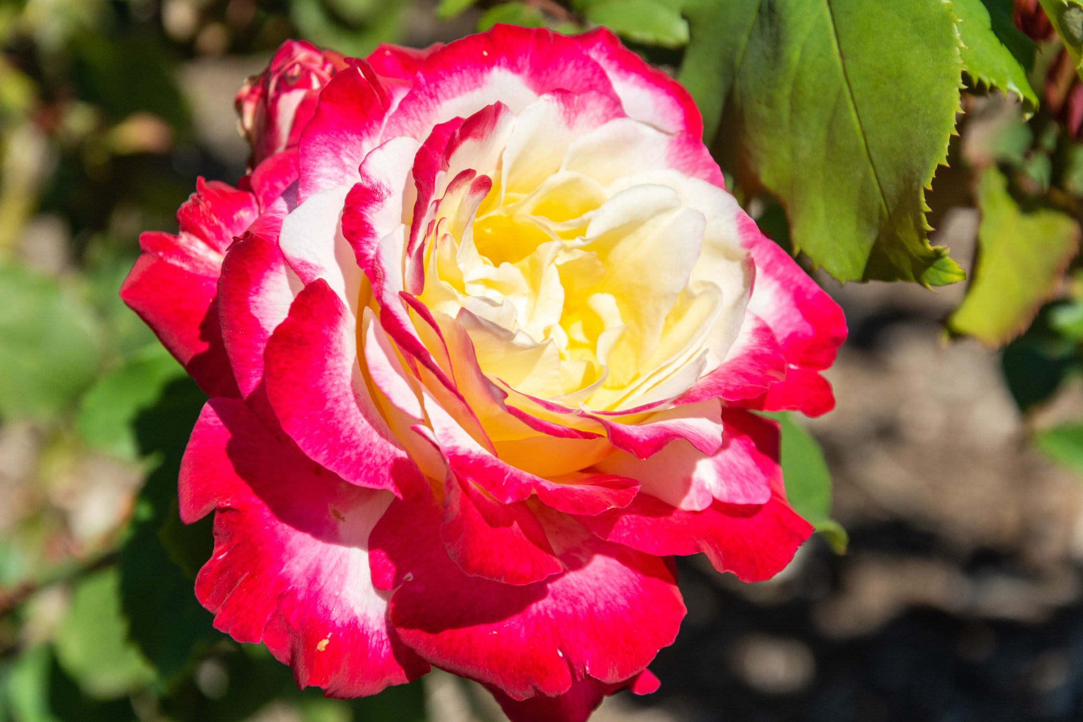 double delight hybrid tea rose