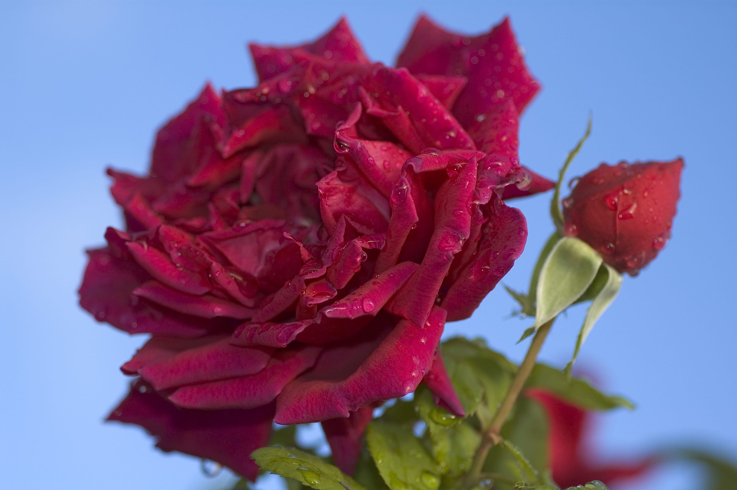 Mr Lincoln Tea Rose