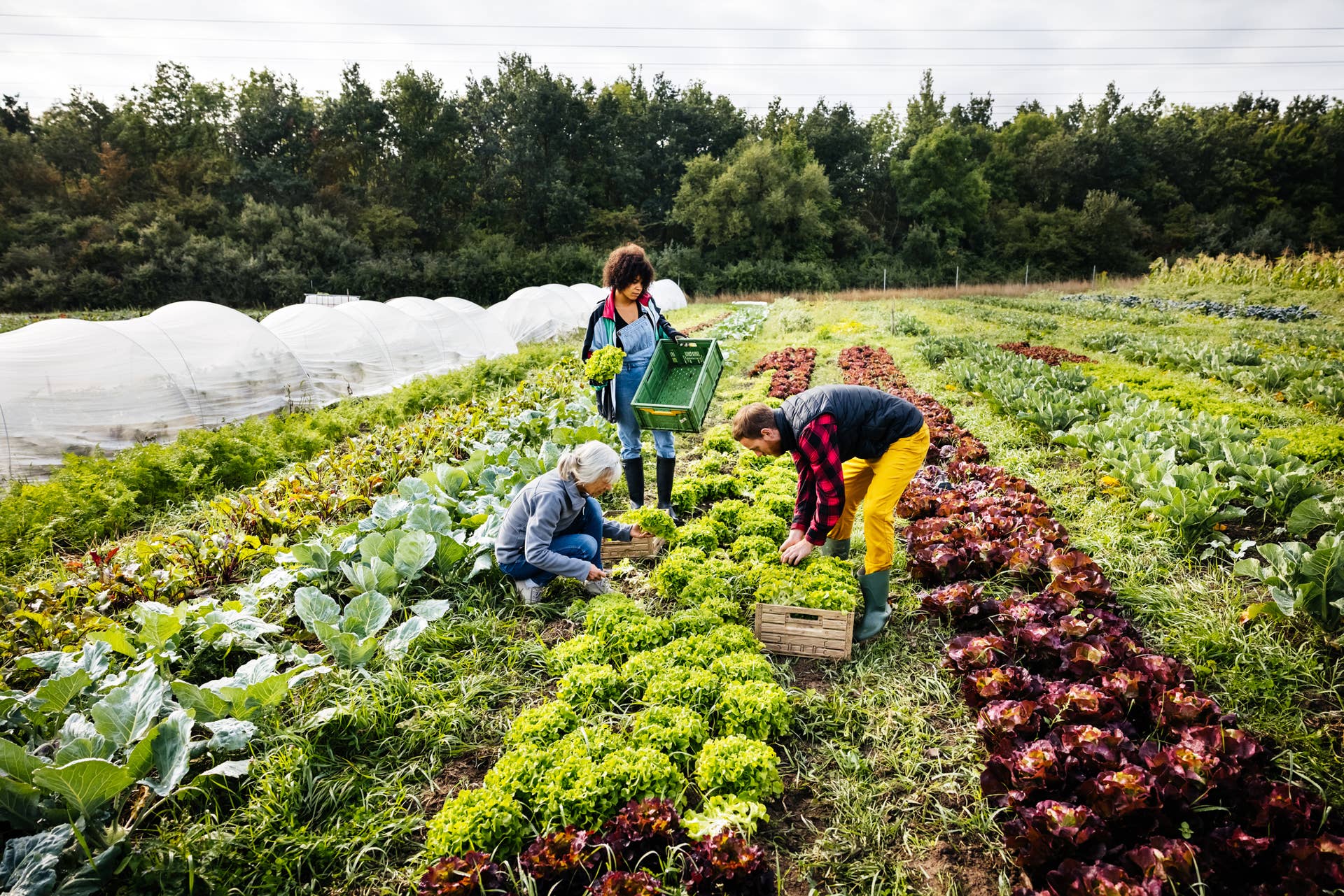 Biodynamic Farming Practices Biodynamic Farming At Turtle Tree Seed