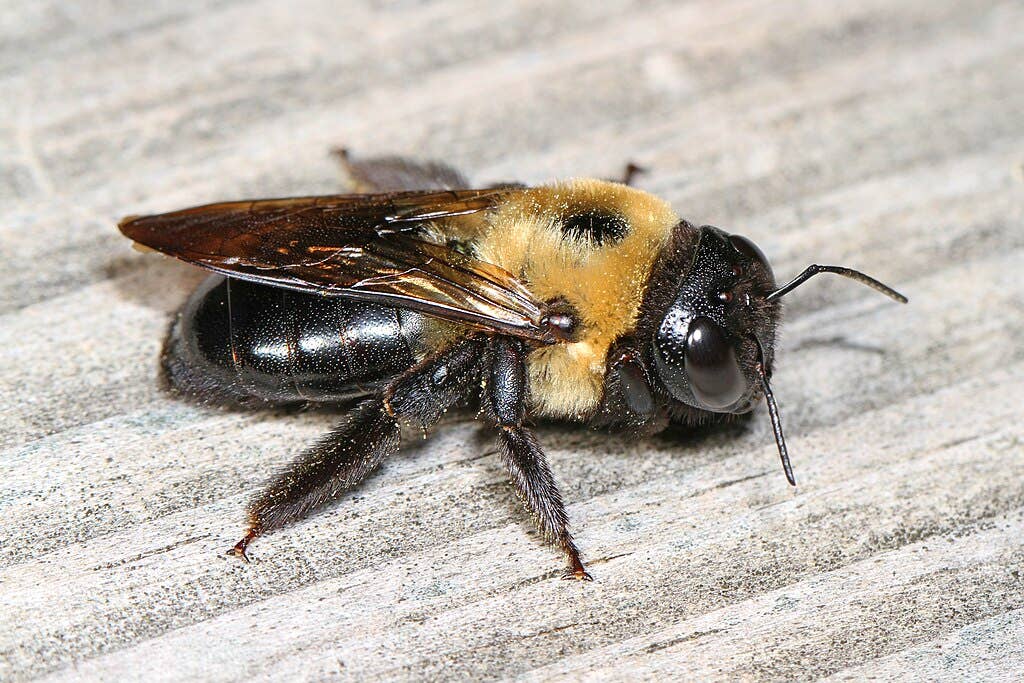 What Are Carpenter Bees and How to Stop Them - Dengarden