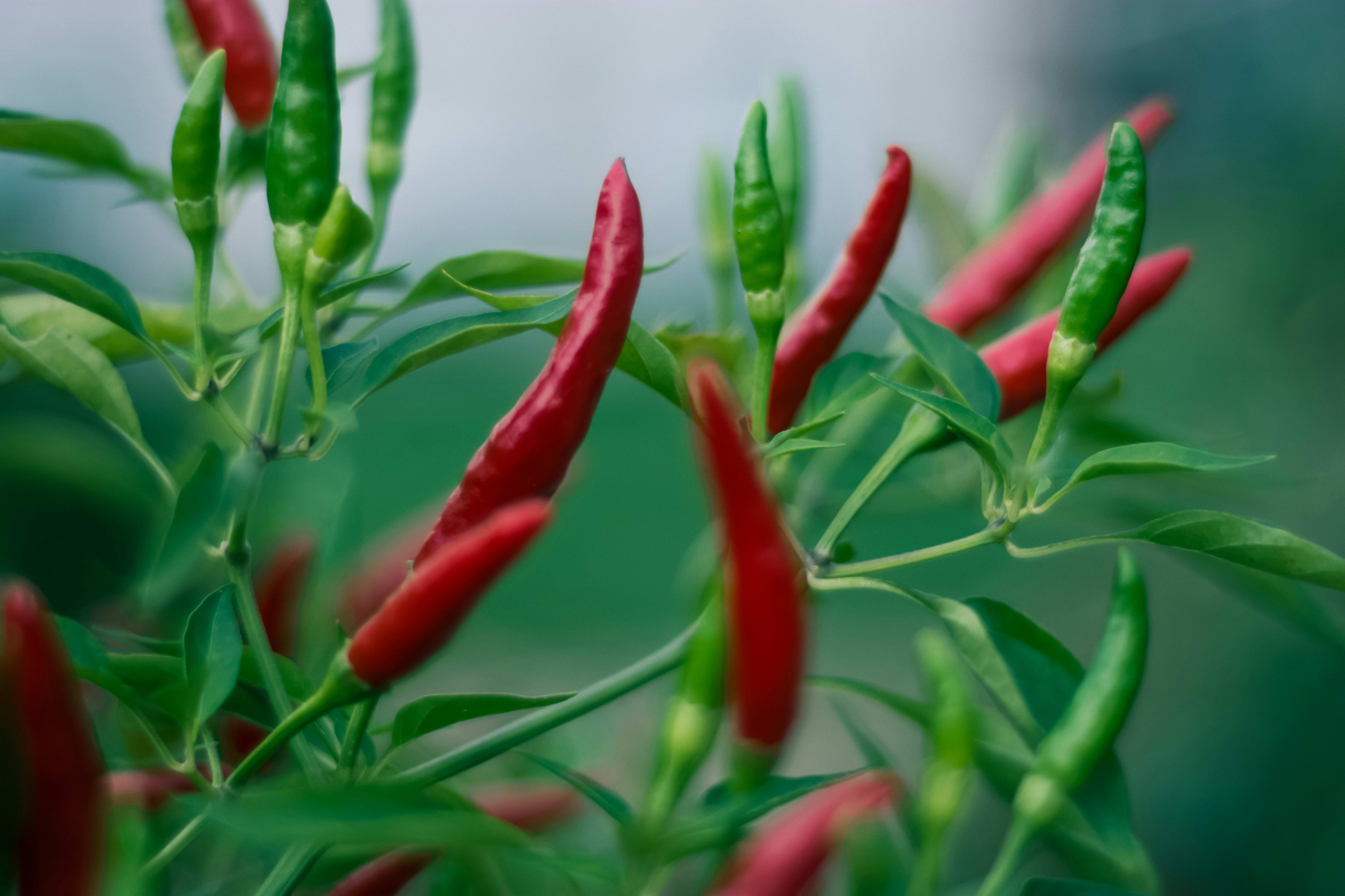 Garden pests eating your garden plants? Caynne to the rescue!