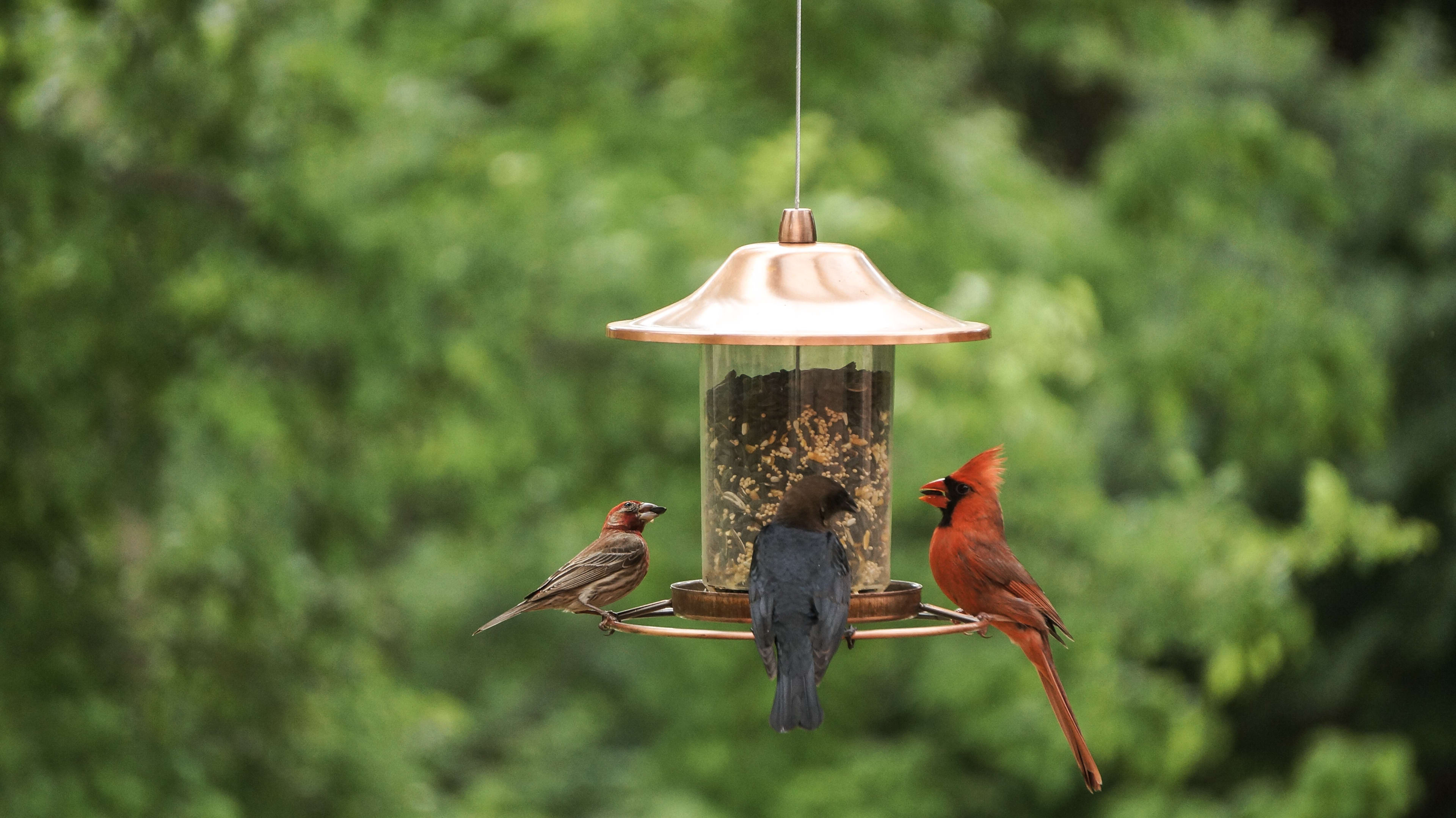 How Far Apart to Place Feeders to Attract Birds: Expert Tips