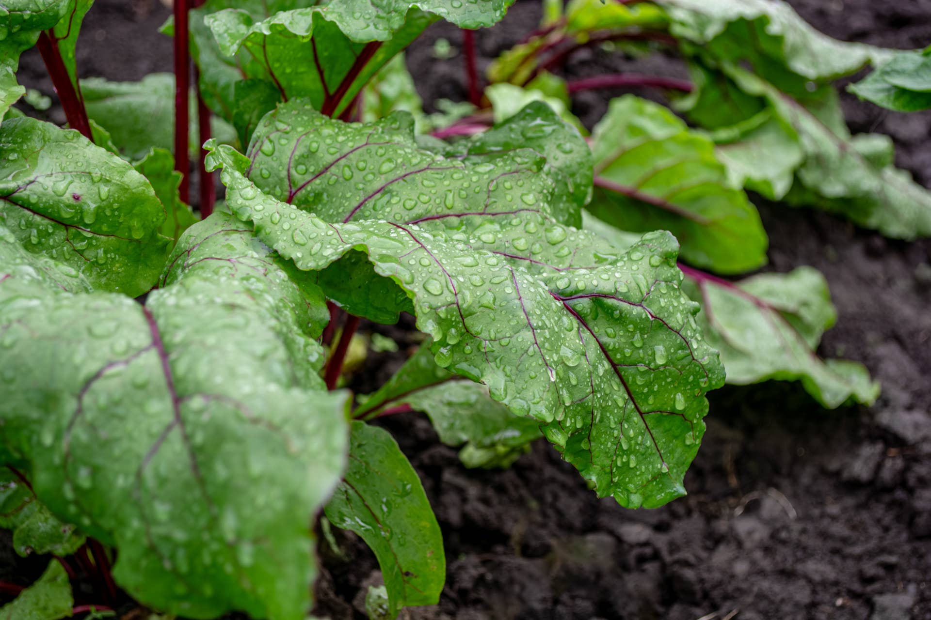 Vegetables to Plant in October for a Late Harvest - Dengarden