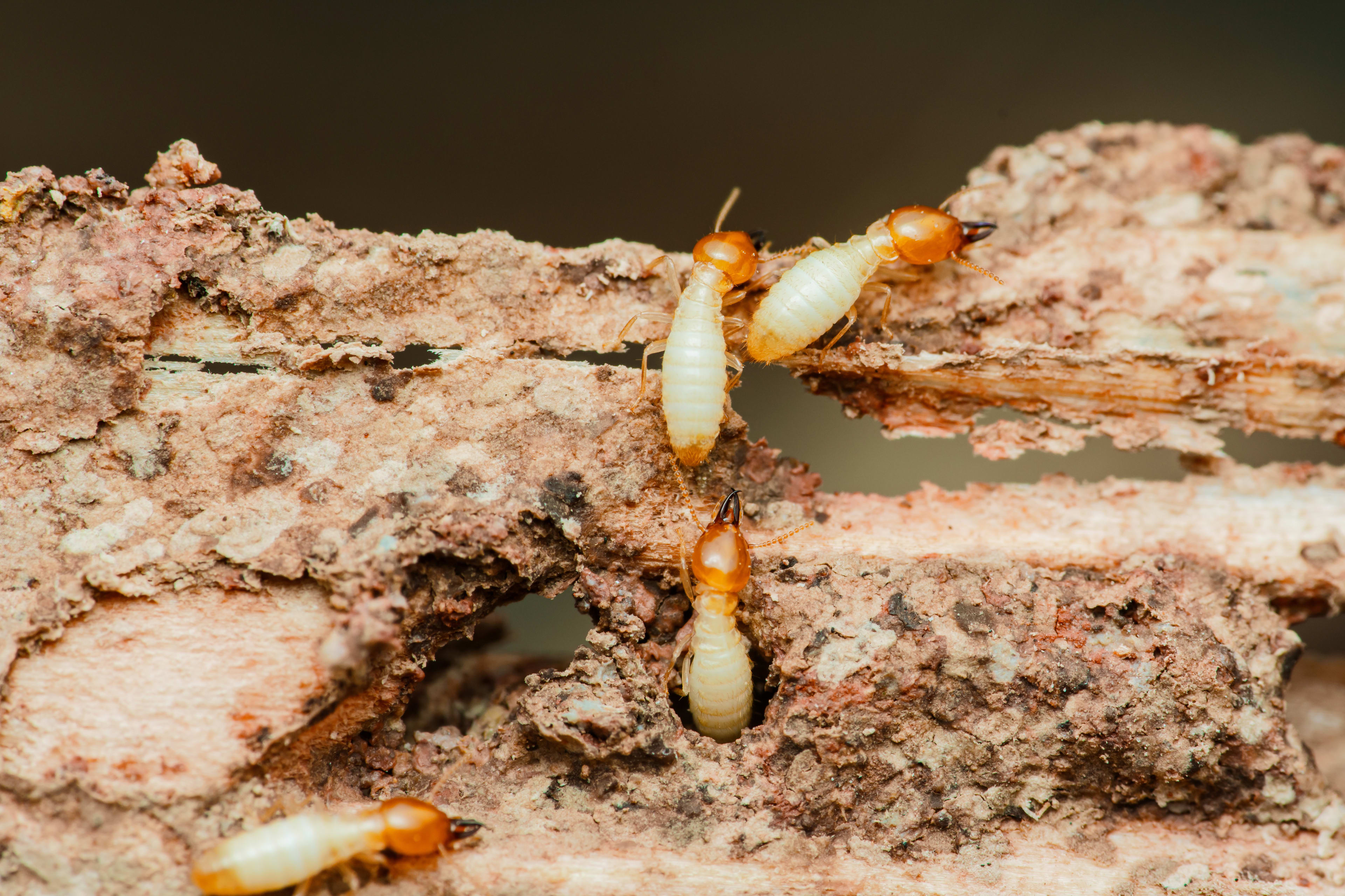 Worker termites damaging wood structures and walls in Kenya