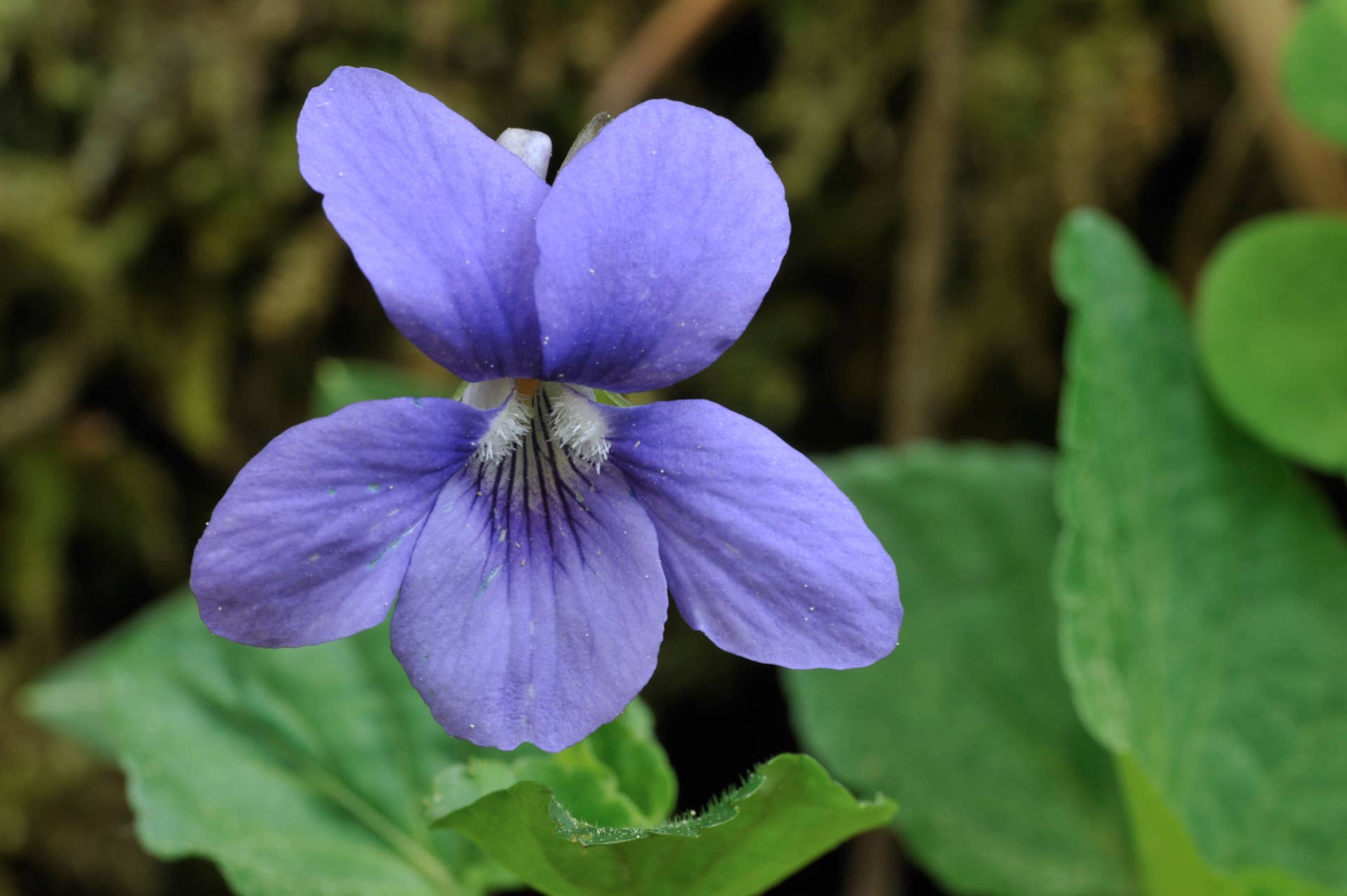Wood violet / Common dog violet (Viola riviniana) in flower. (Photo by: Arterra/Universal Images Group via Getty Images)