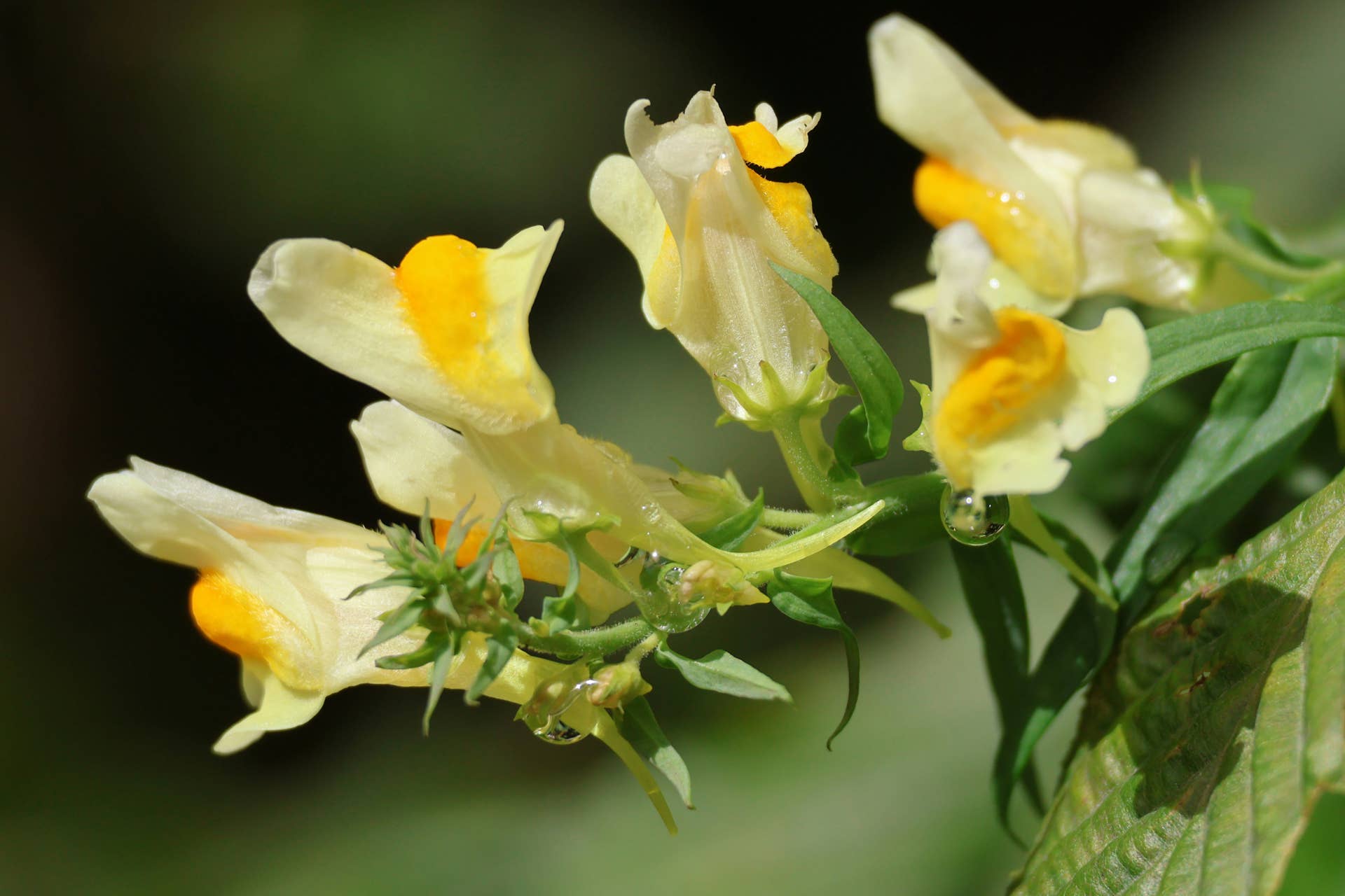 Rain drops on common toadflax (Linaria vulgaris) flowers