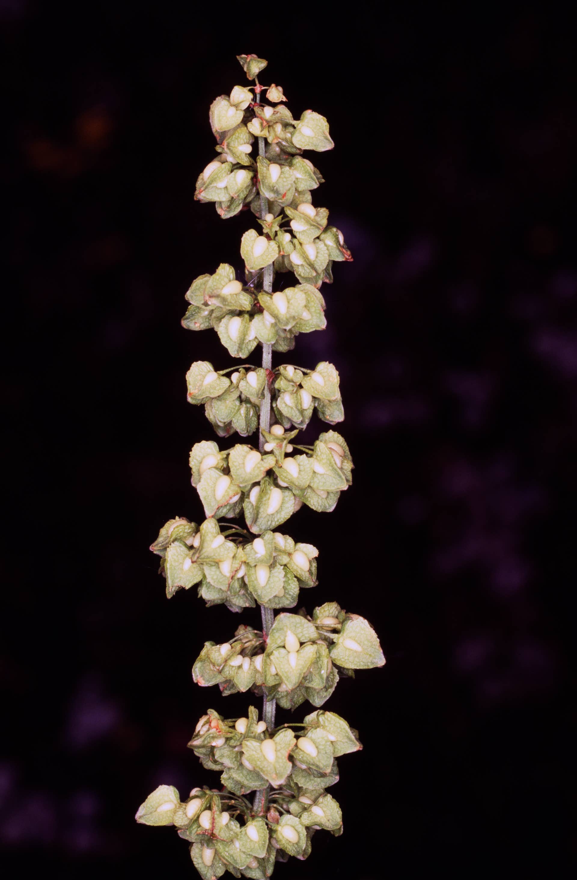 UNSPECIFIED - MARCH 03: Curly dock (Rumex crispus), Poligonaceae. (Photo by DeAgostini/Getty Images)