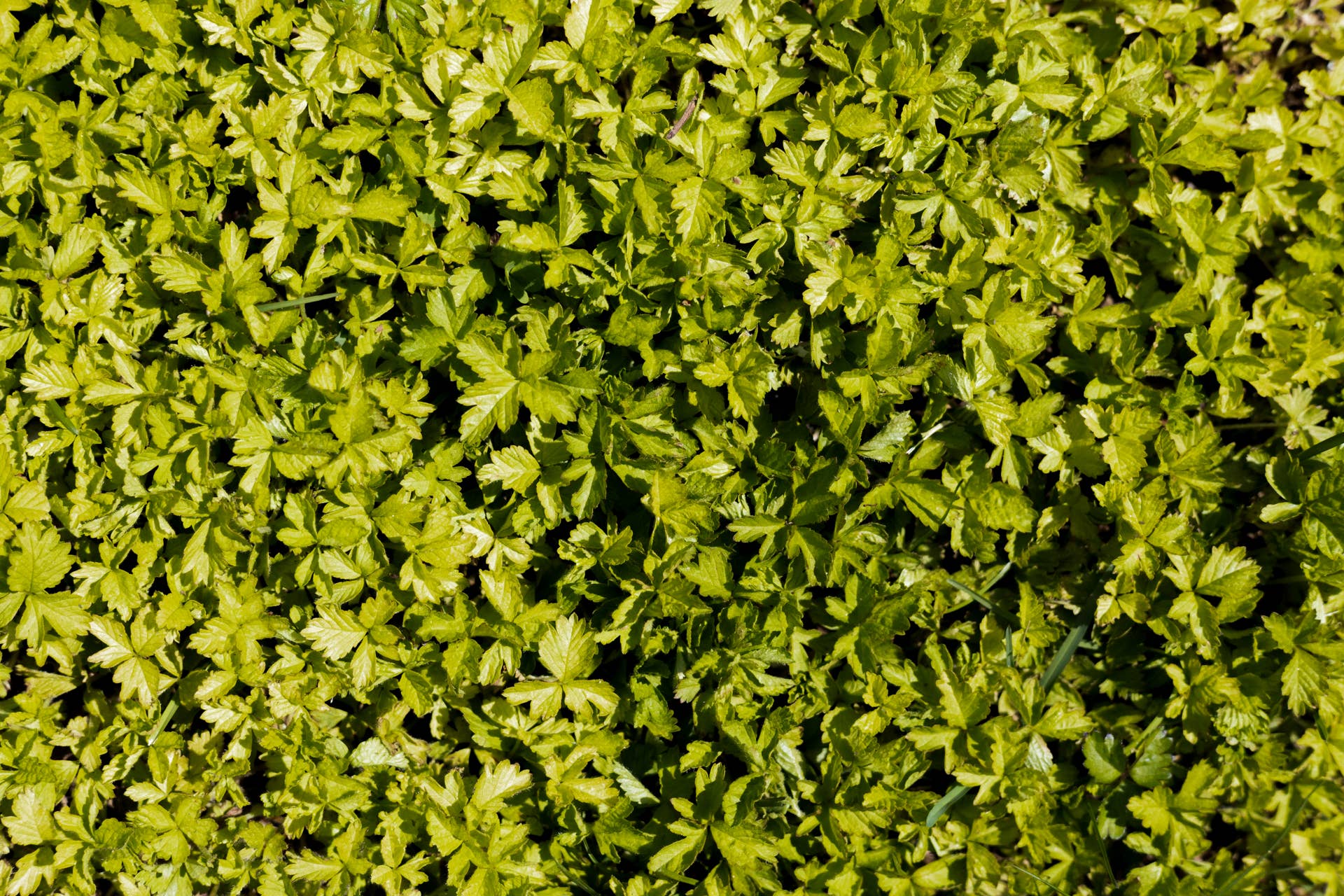 goutweed plants ~ shot with canon eos rp