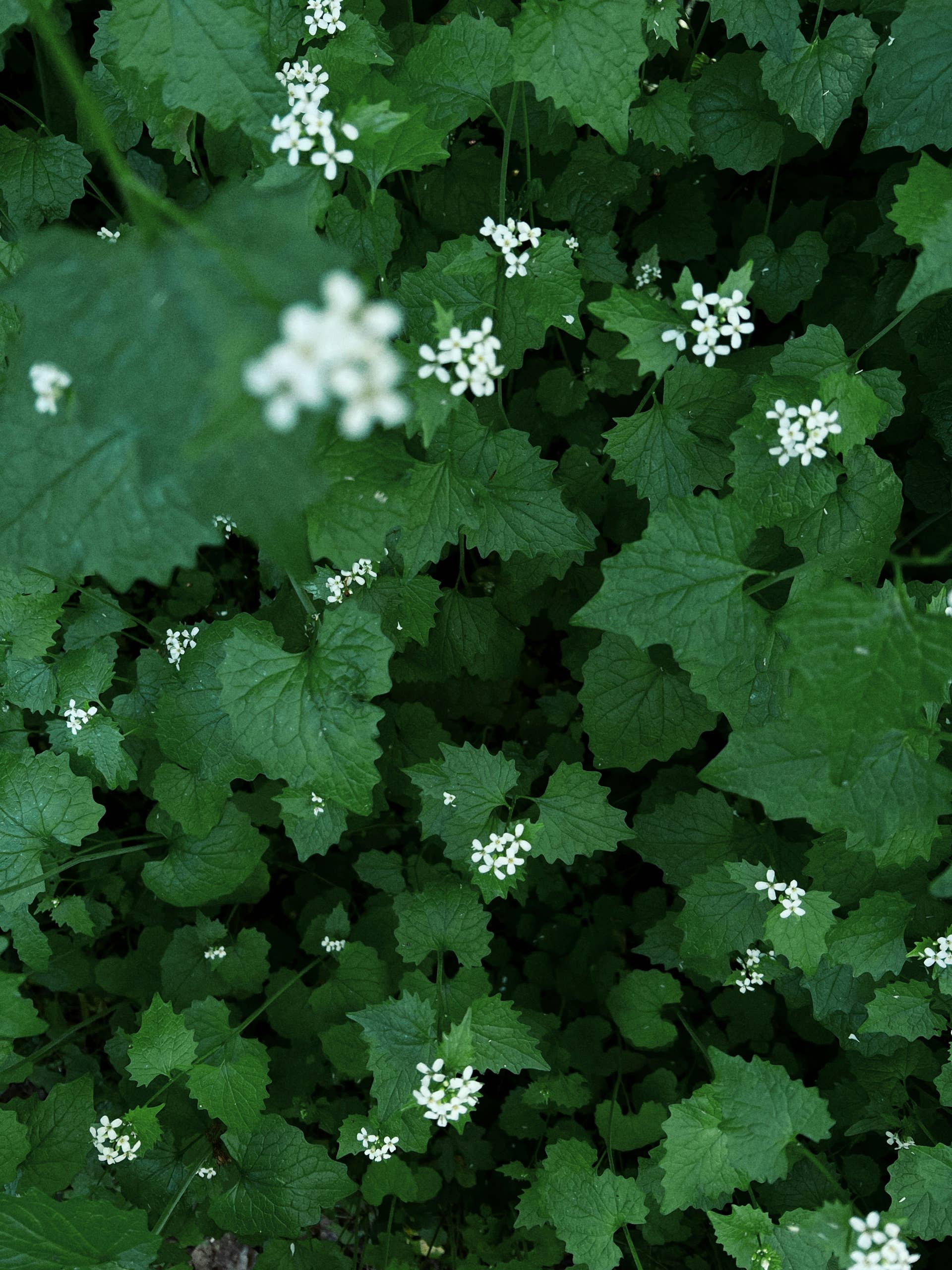 Garlic mustard
